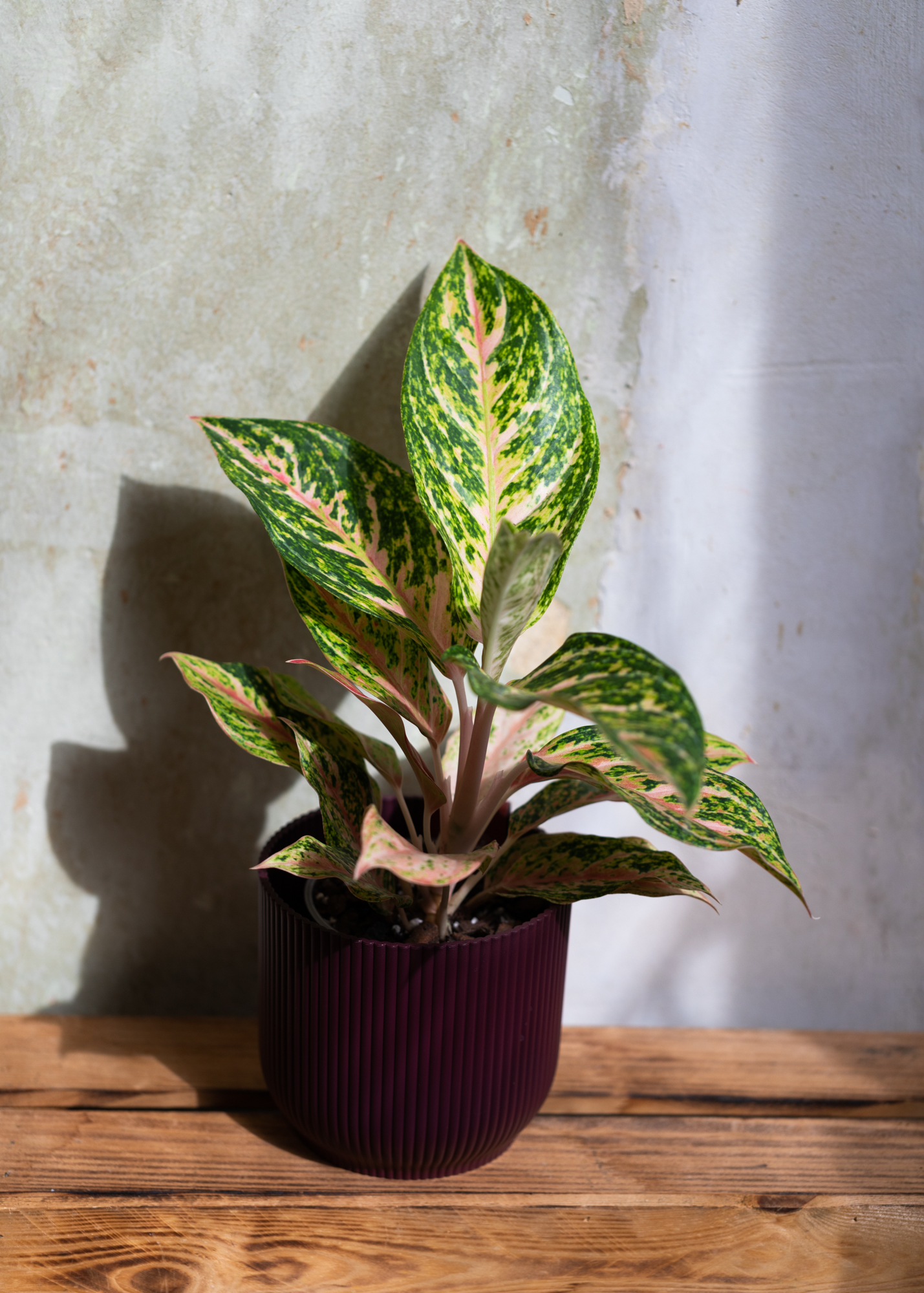 Aglaonema melon candy