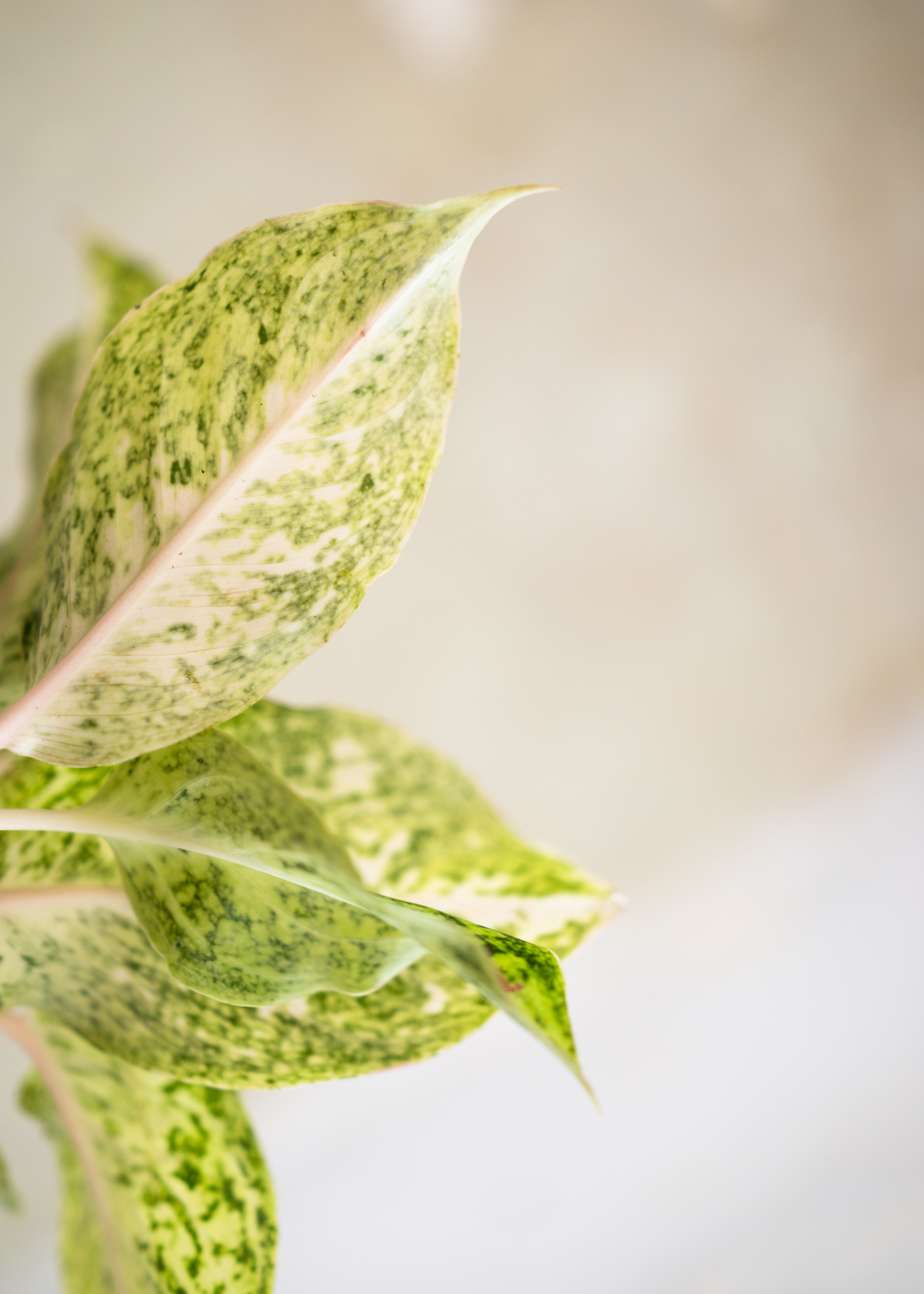 Aglaonema white laksap