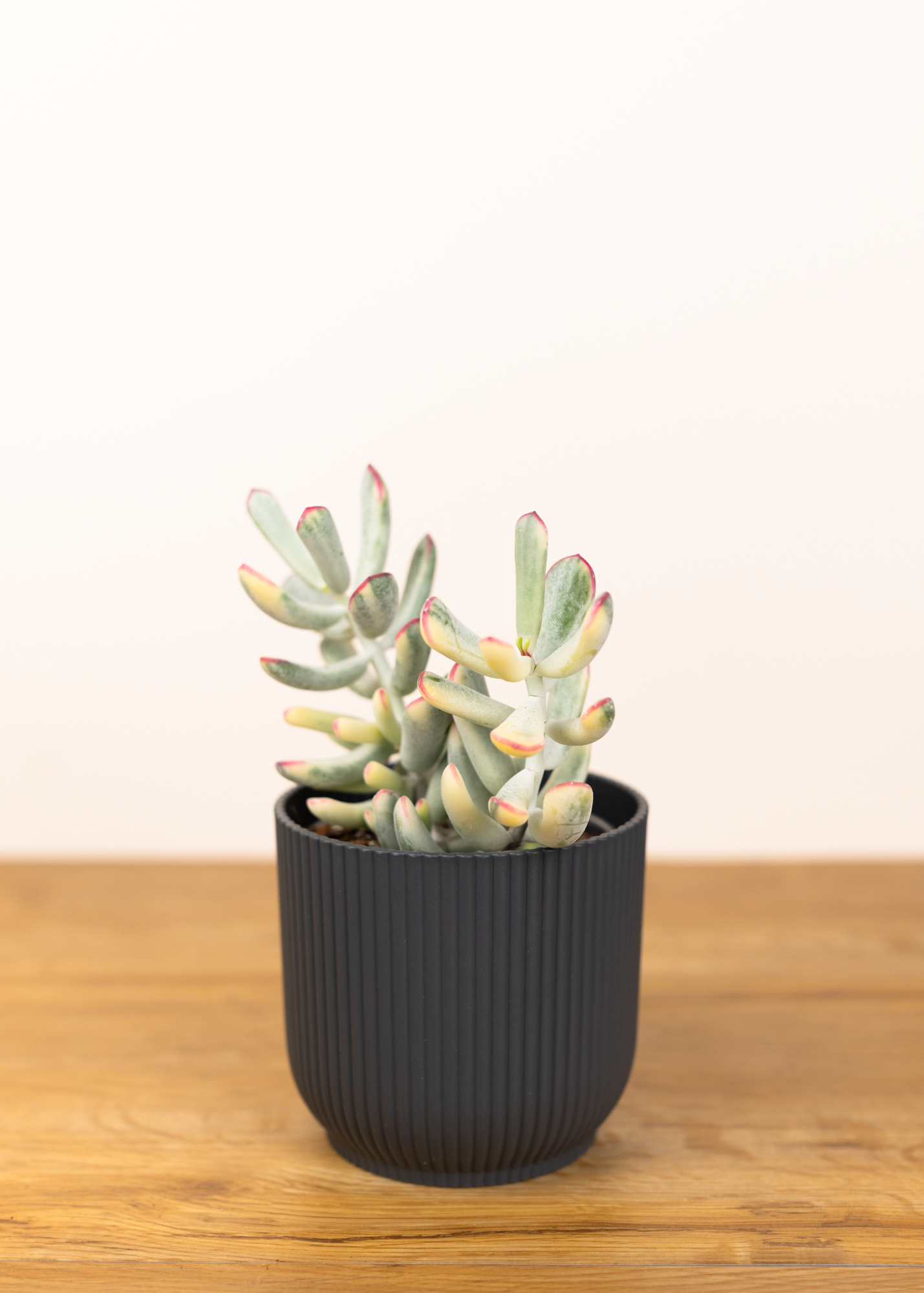 Cotyledon orbiculata variegata