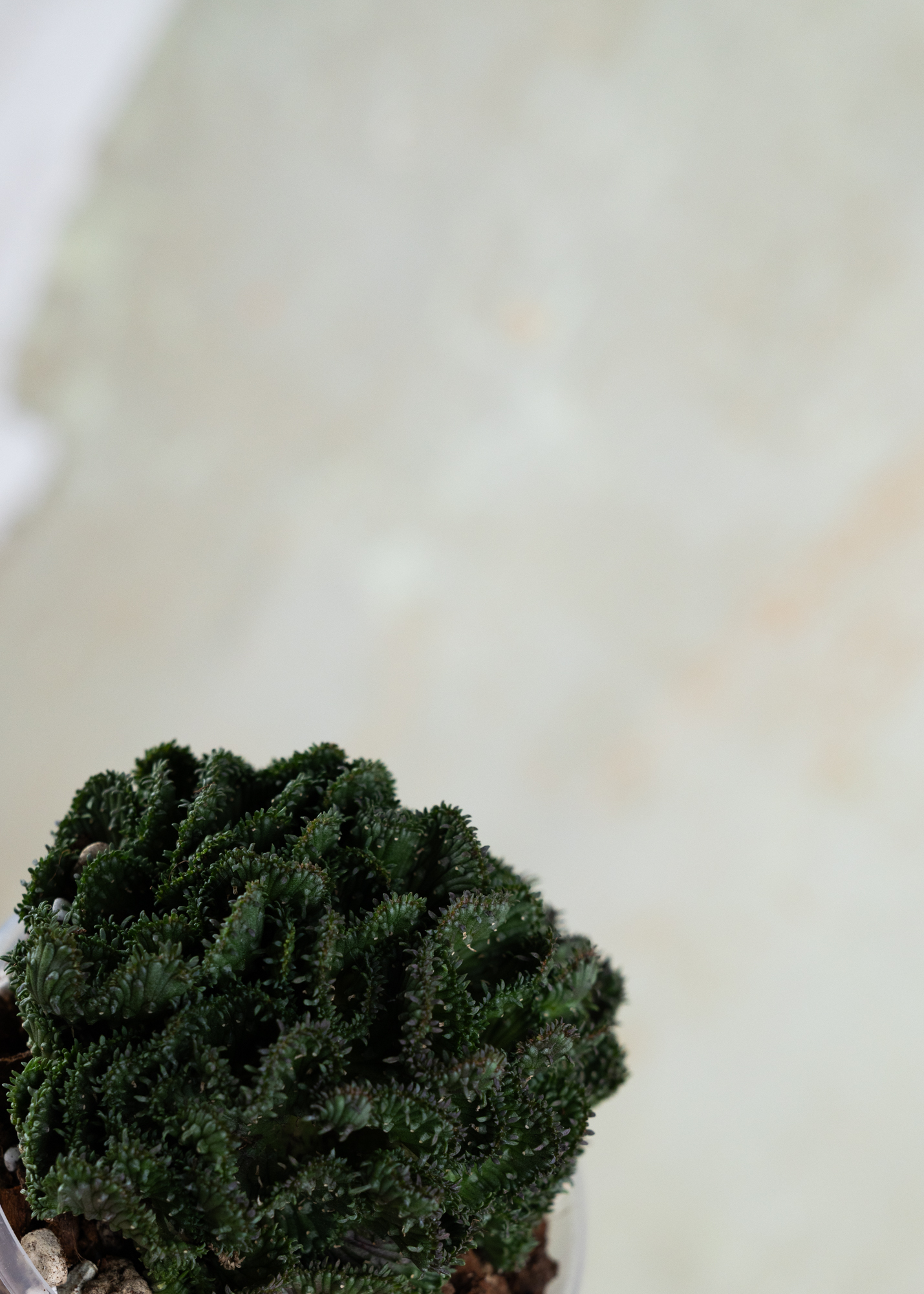 Euphorbia flangani f. cristata