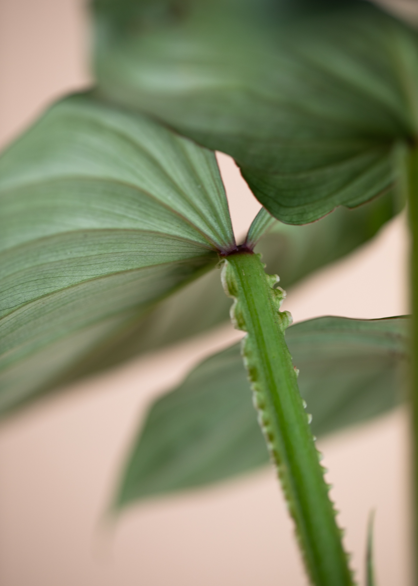 Philodendron Mamei Silver Cloud