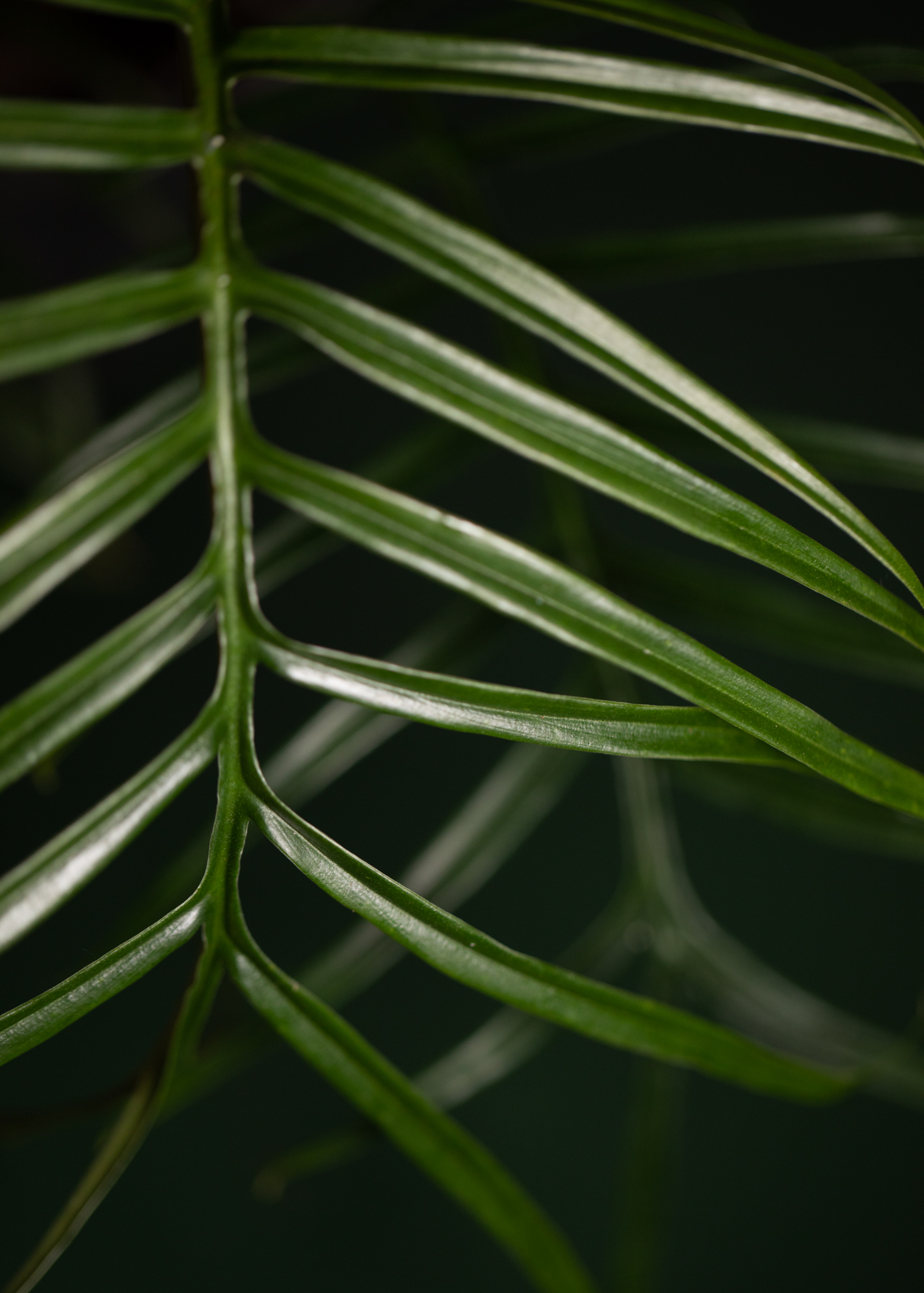 Philodendron Tortum Philodendron Tortum