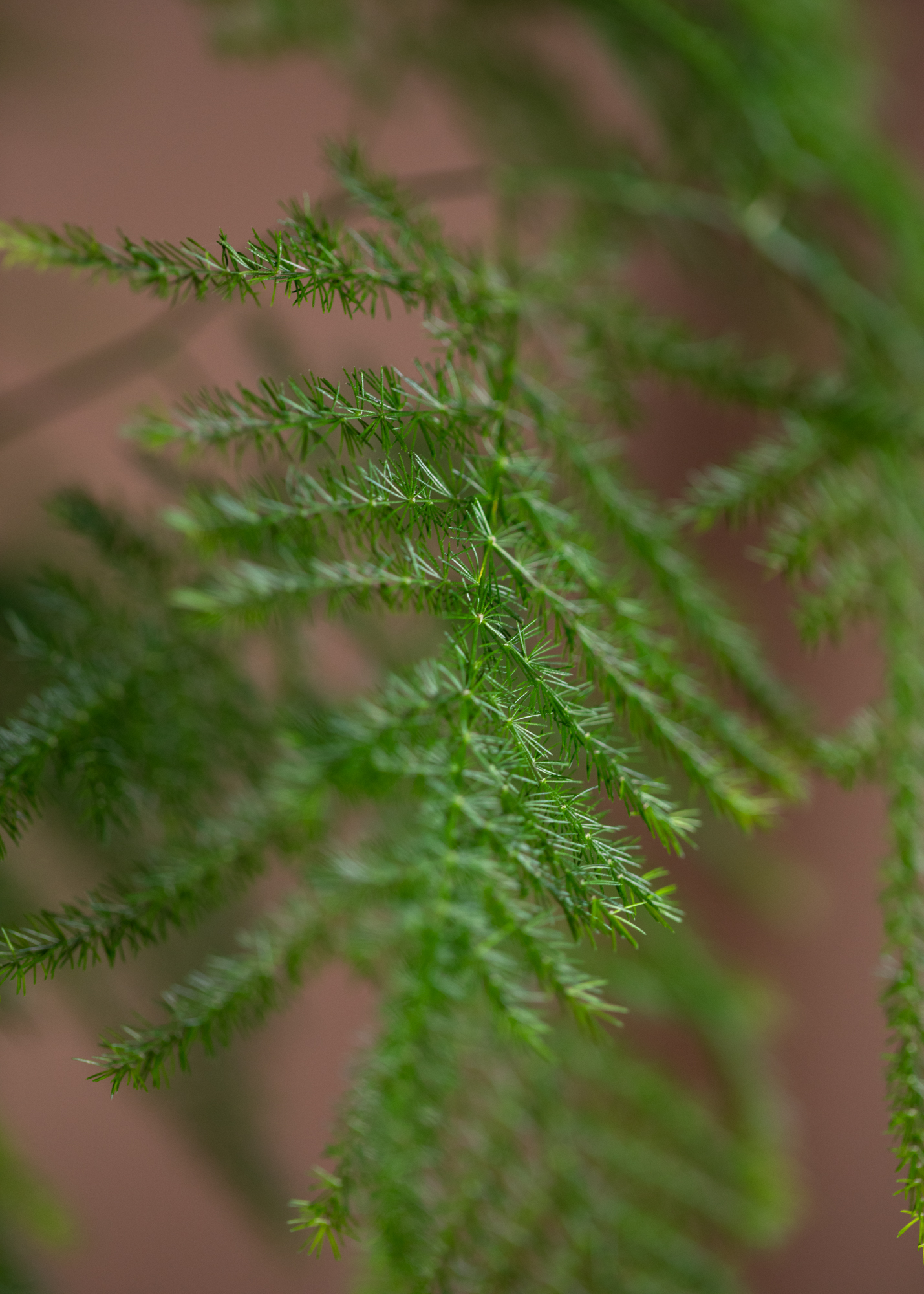 Asparagus Setaceus Asparagus Setaceus
