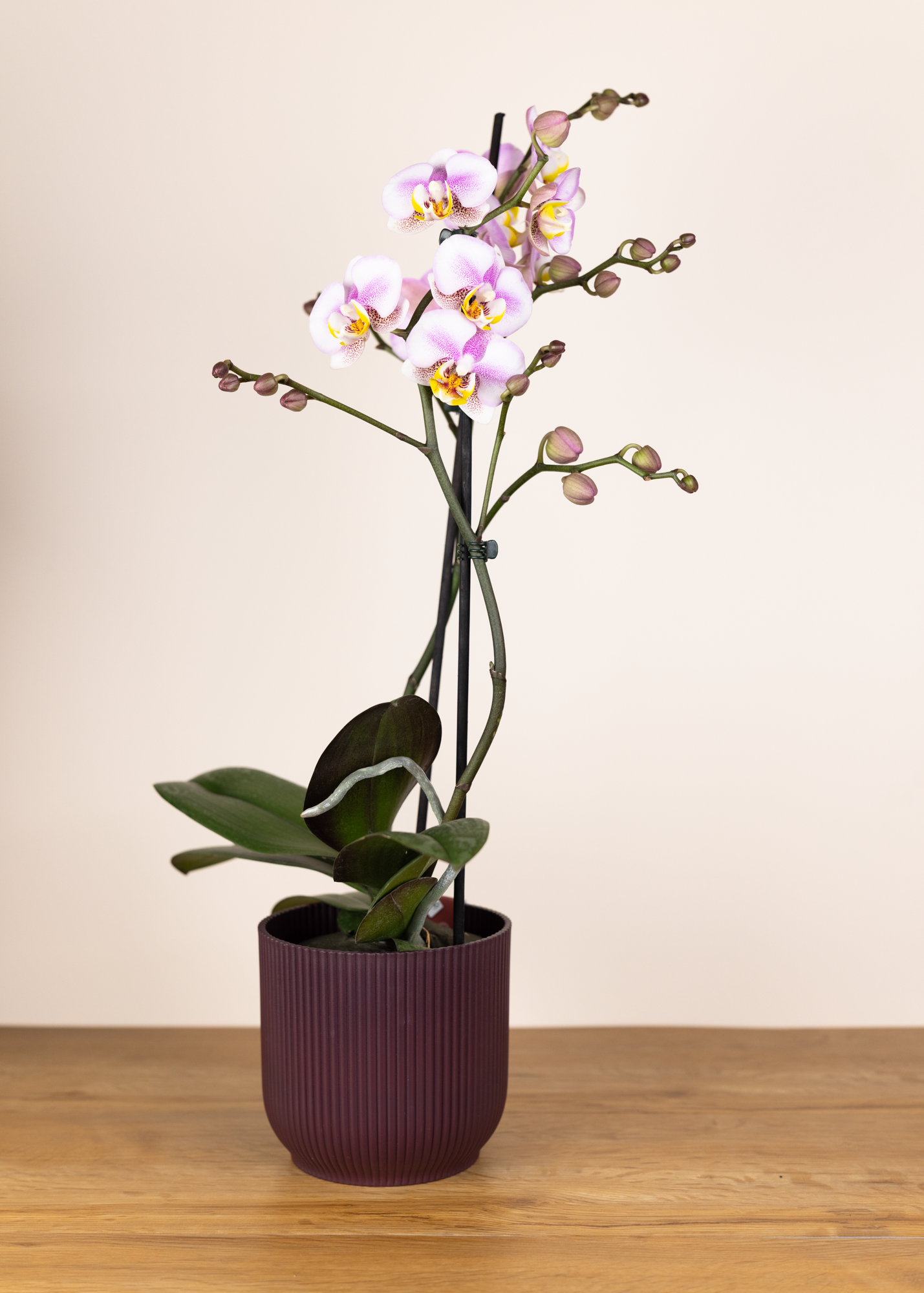 Phalaenopsis carola