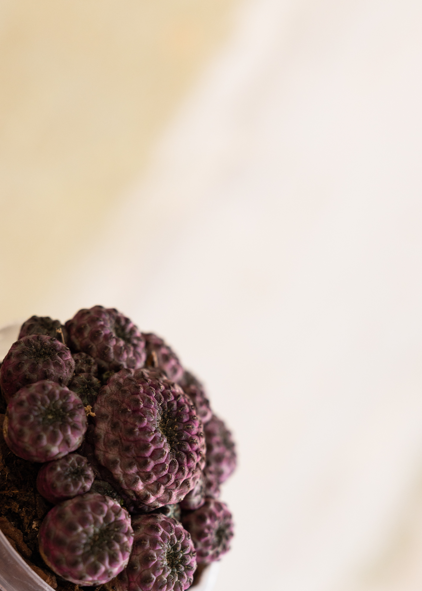 Sulcorebutia rauschii