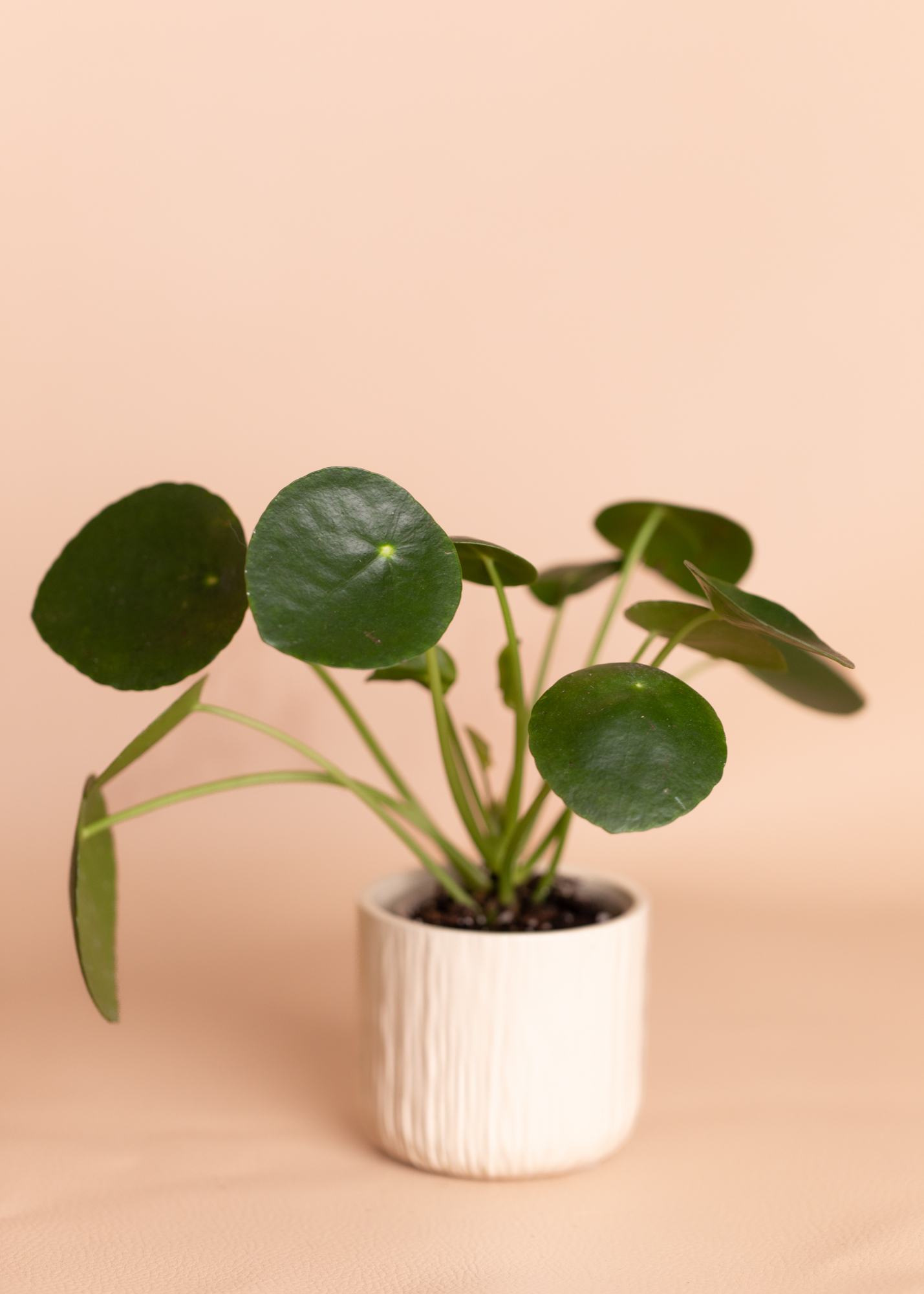 Pilea peperomioides