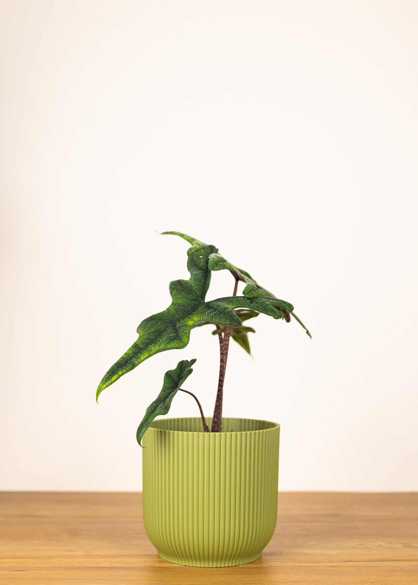 Alocasia Jacklyn