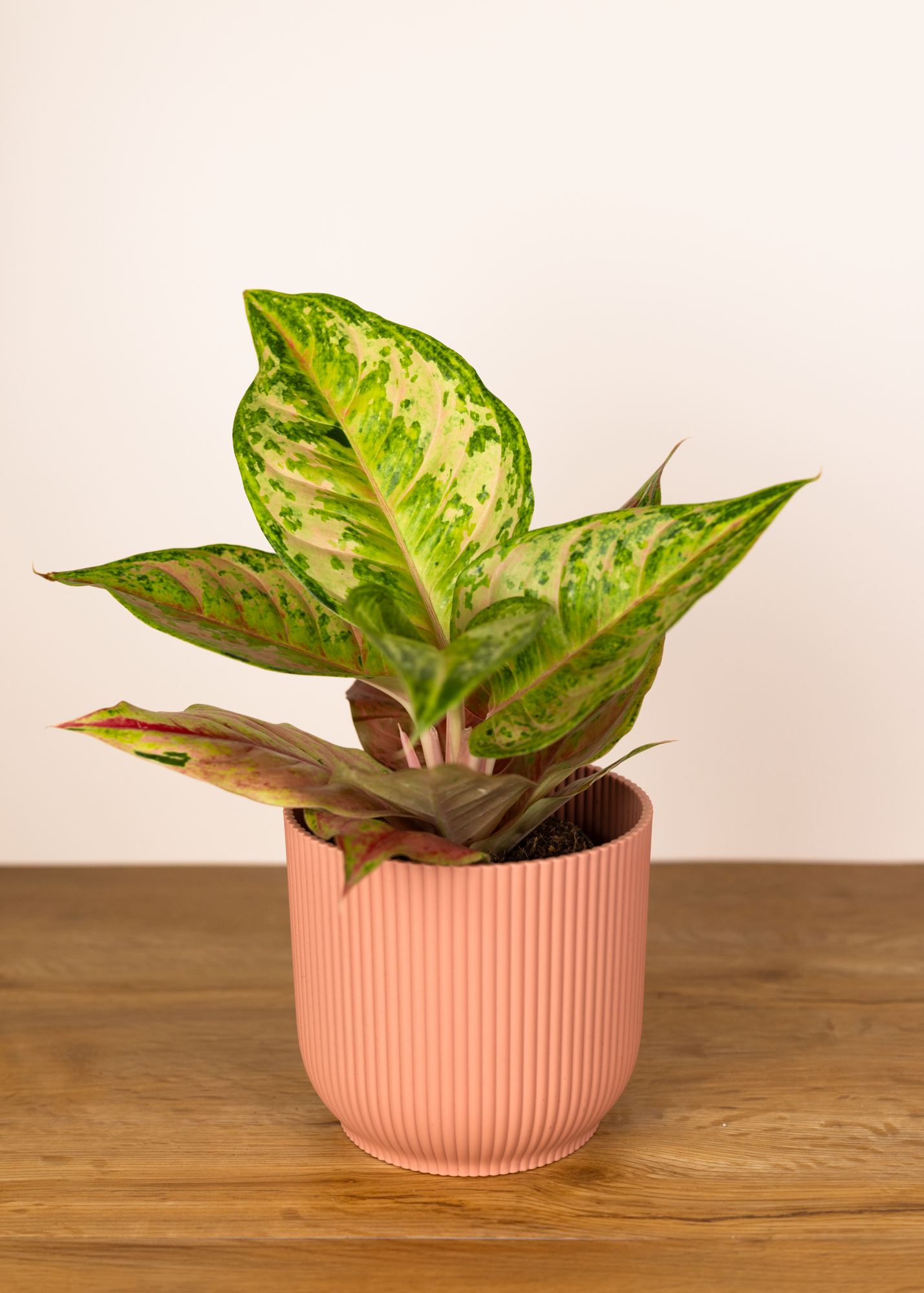 Aglaonema prakaipet