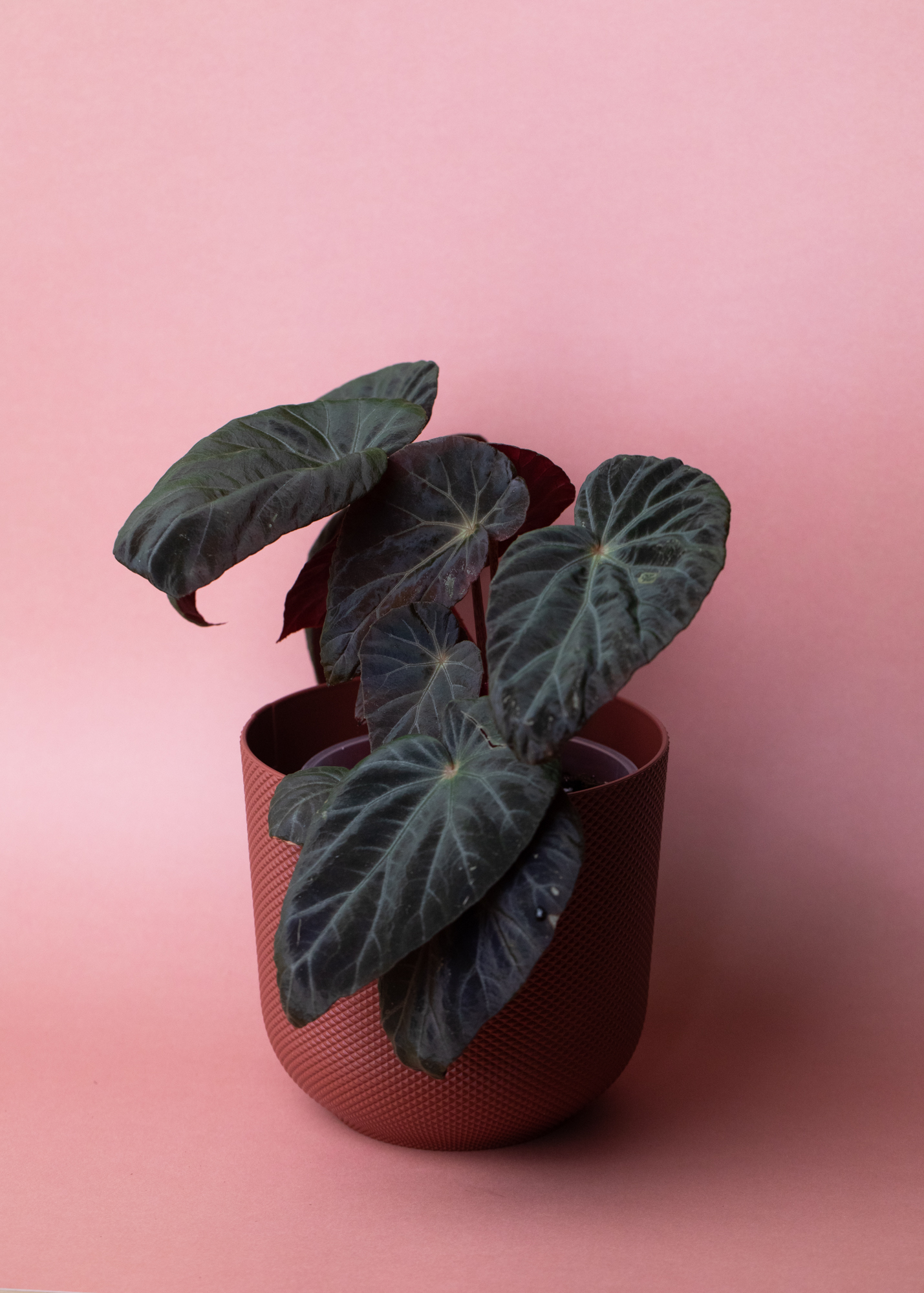 Begonia Burkillii Dark Form