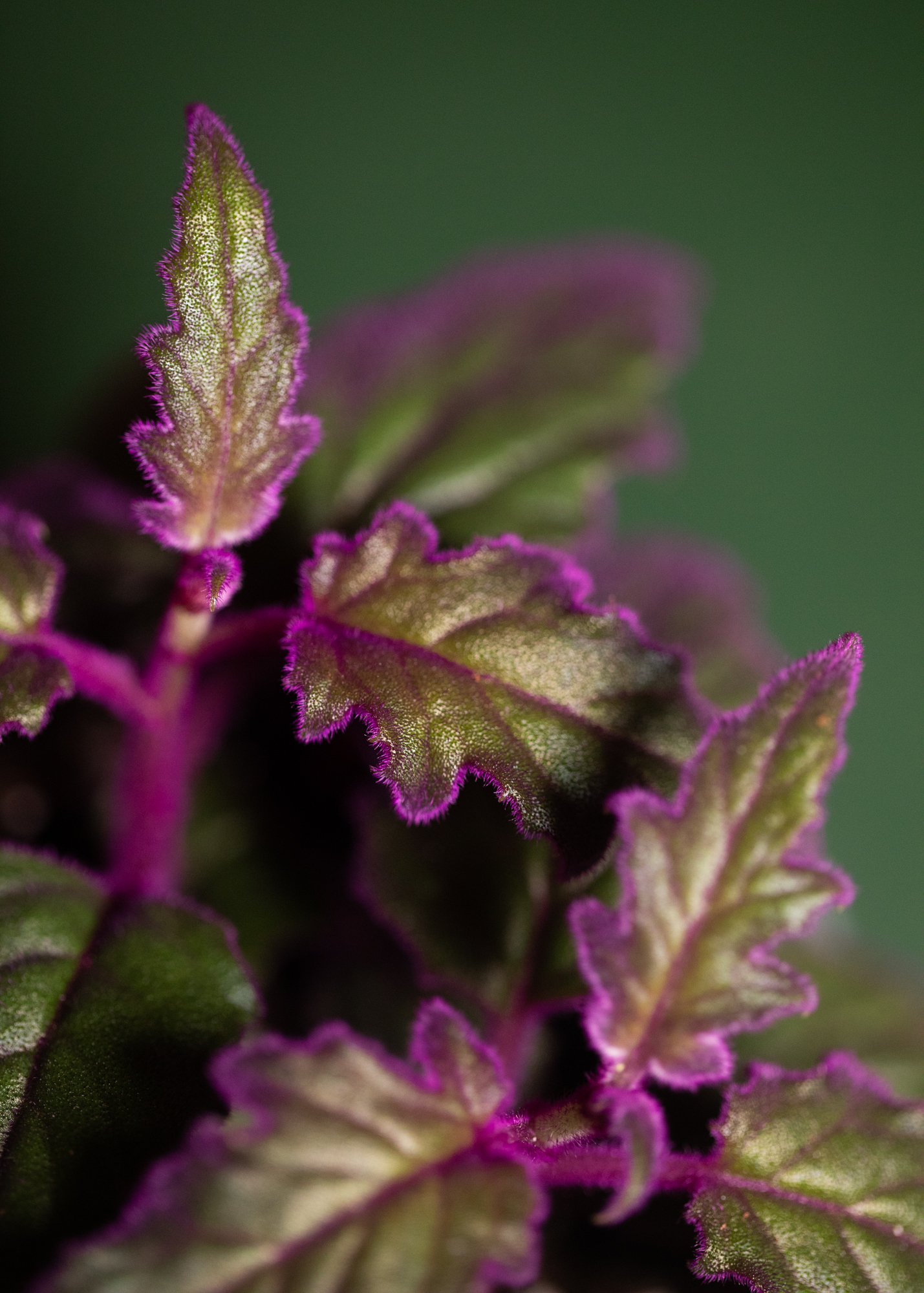 Gynura Aurantiaca Gynura Aurantiaca