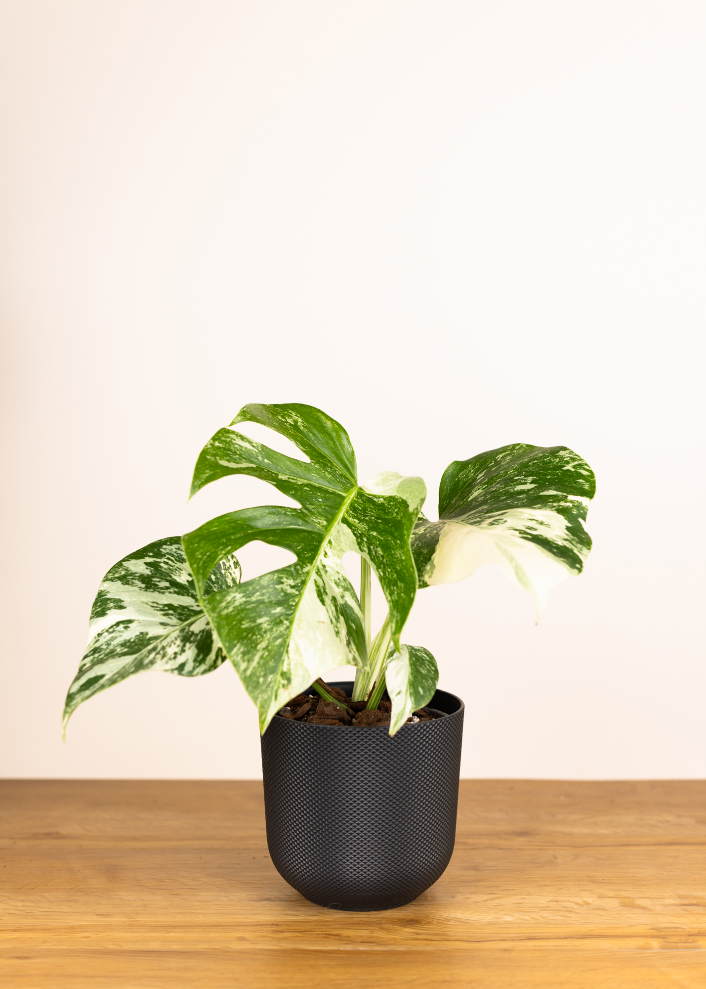 Monstera Deliciosa Albo Variegata M (medium variegation)