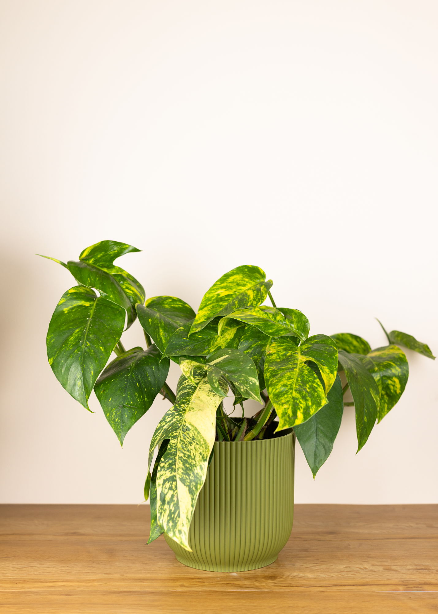Epipremnum pinnatum aurea variegata 'kujang yellow flame'