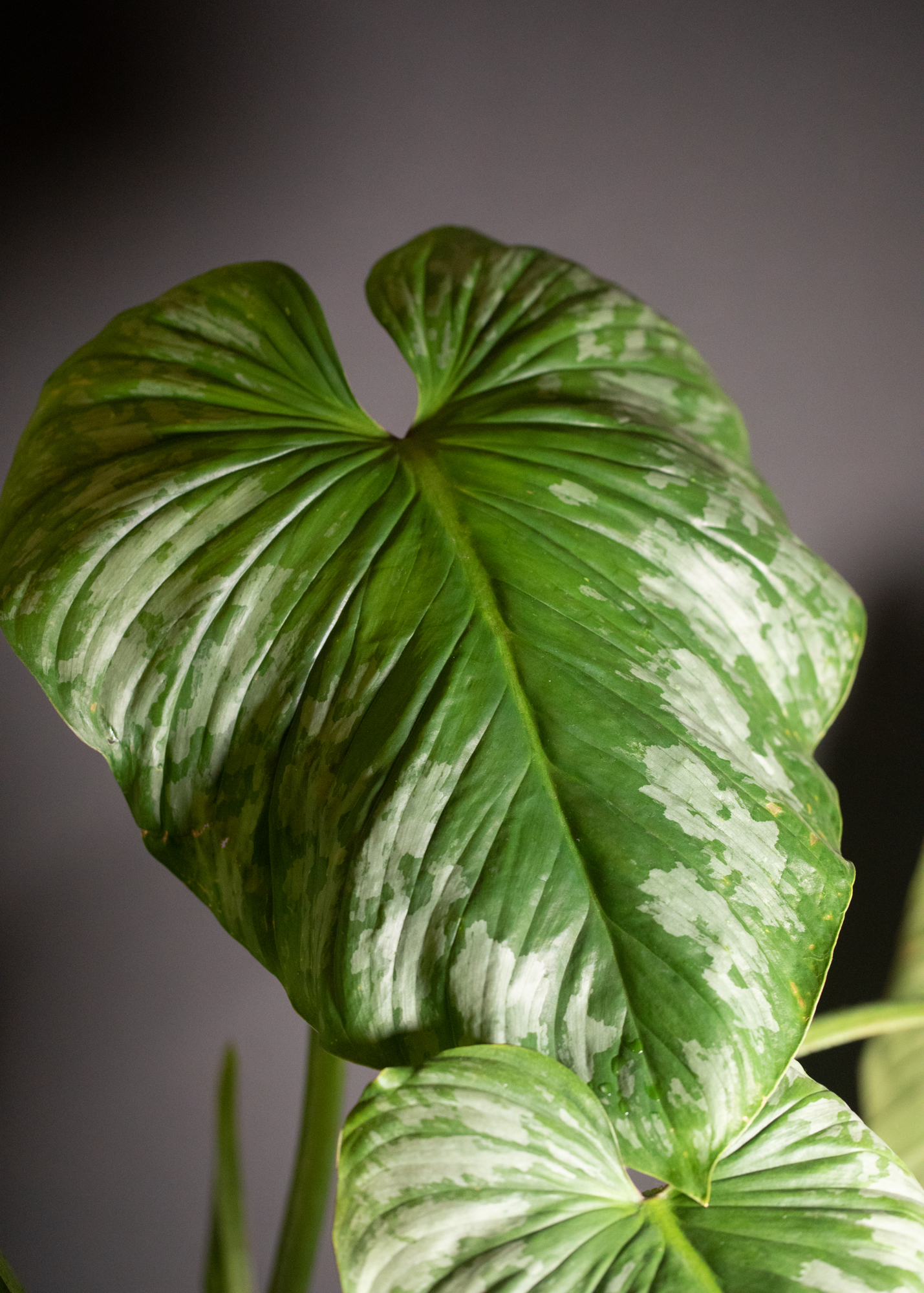 Philodendron Mamei Silver Cloud Philodendron Mamei Silver Cloud