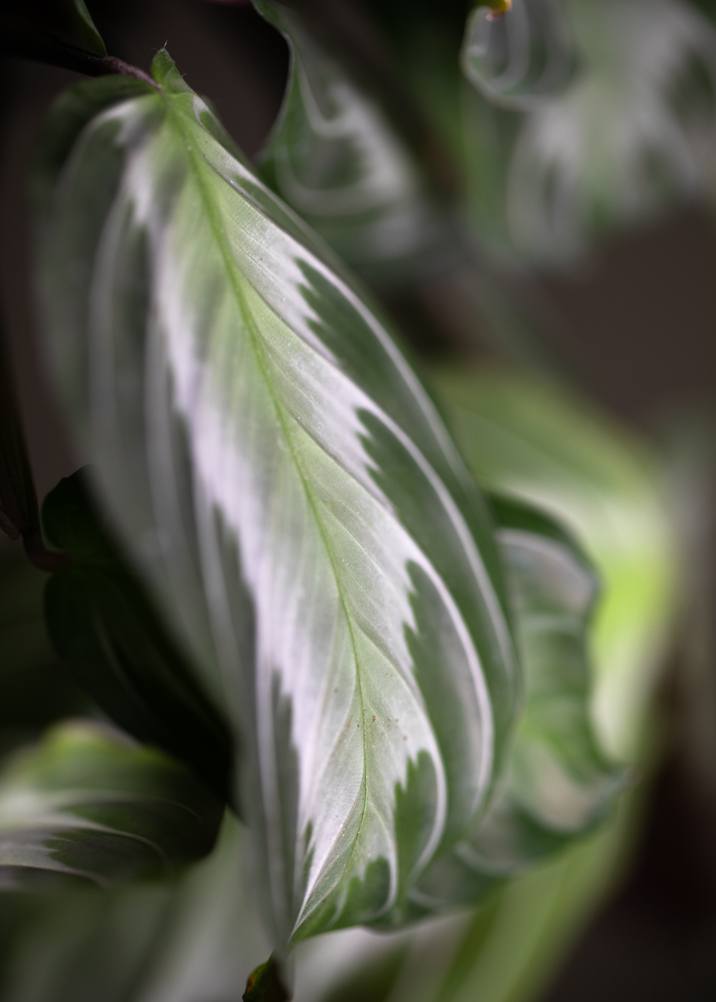 Maranta Silver Band
