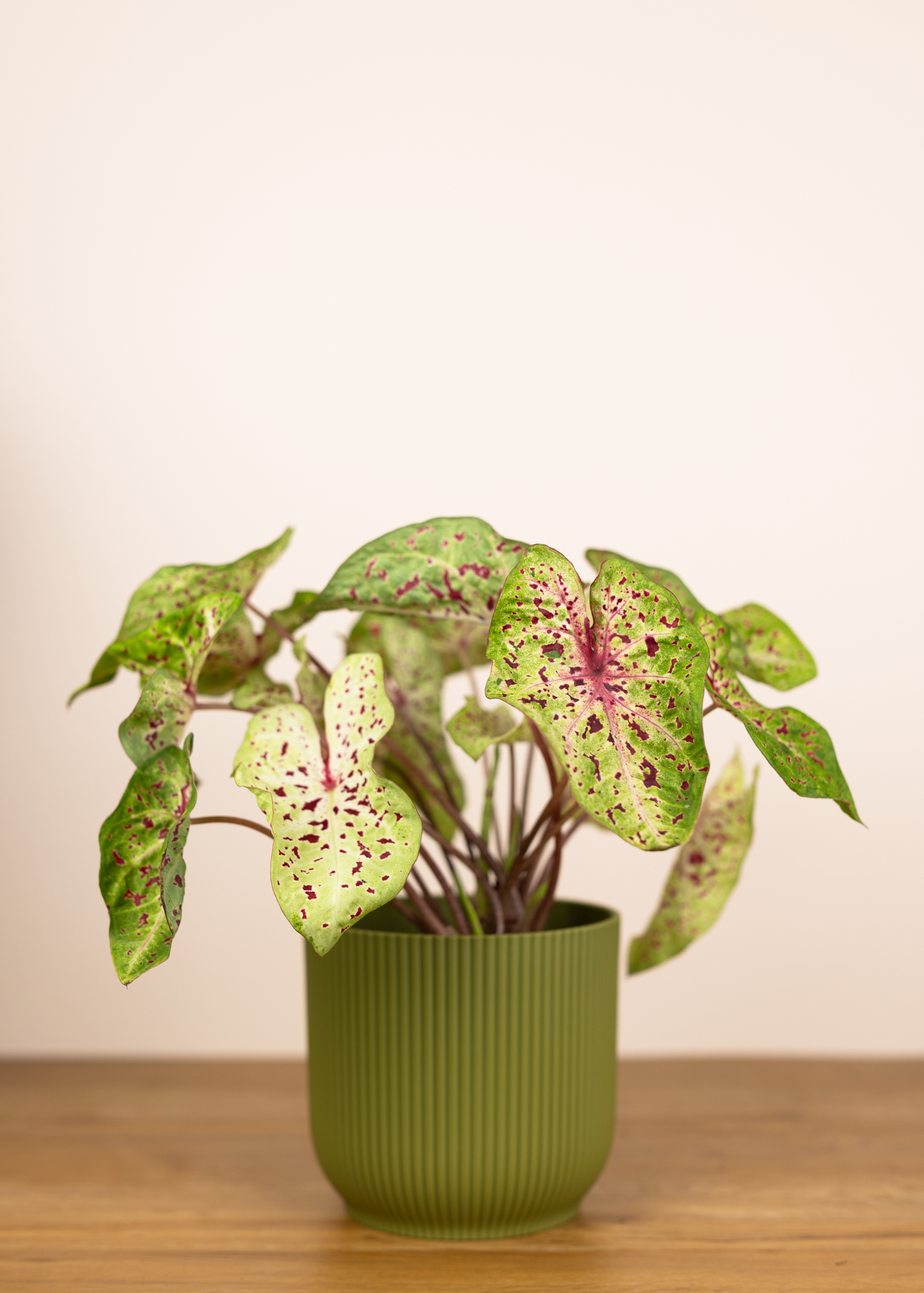 Caladium miss muffet