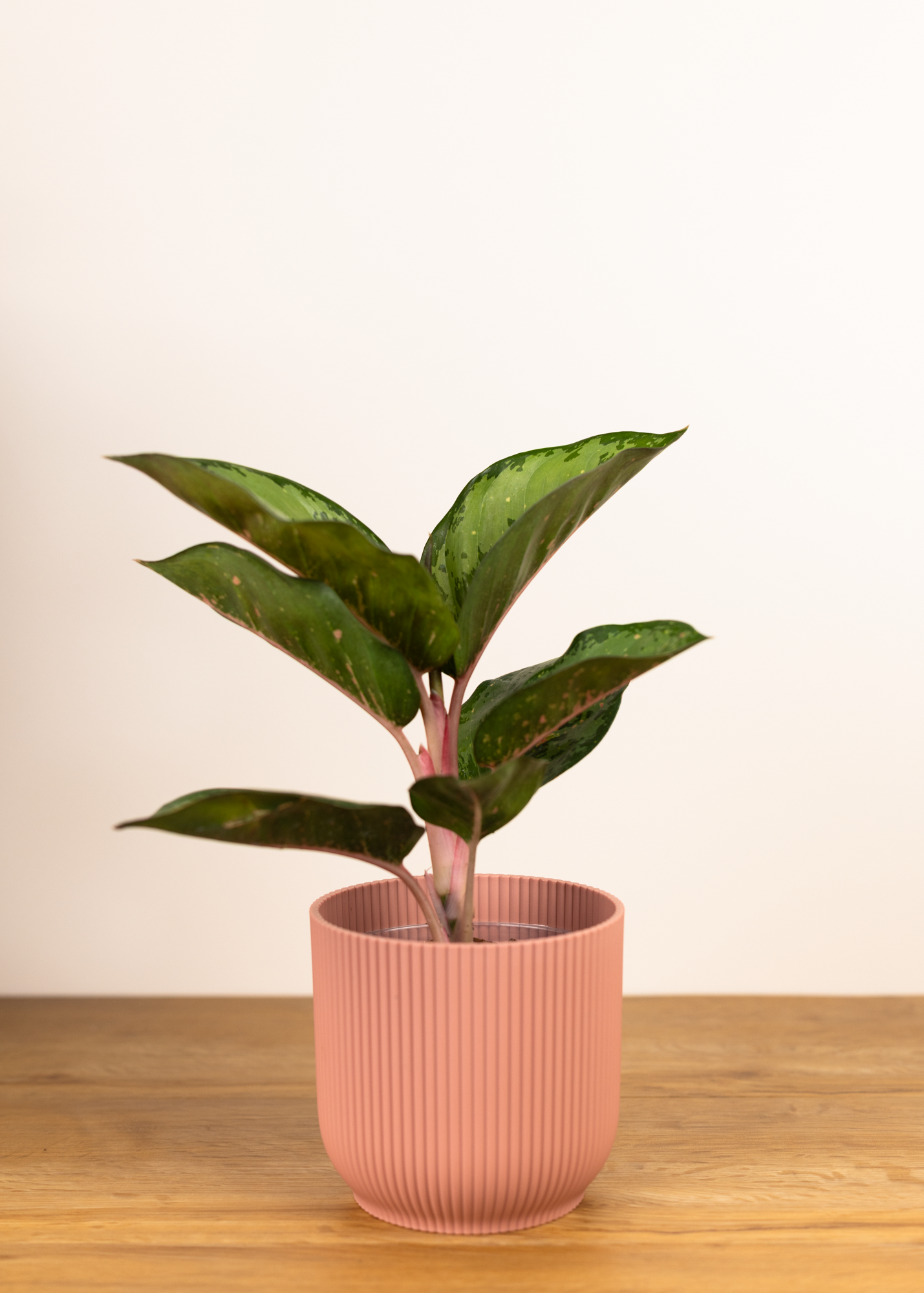 Aglaonema green javana
