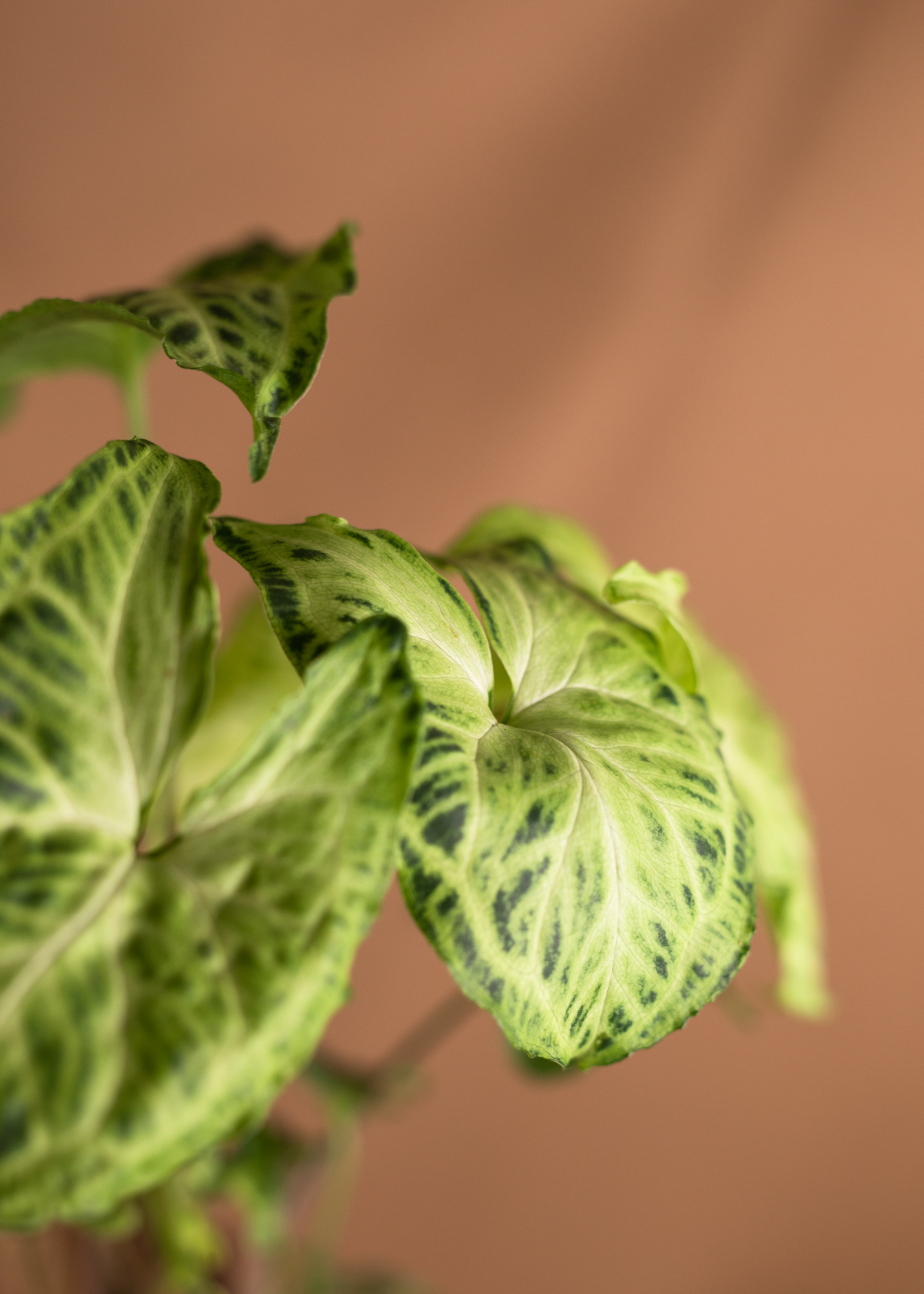 Syngonium Batik Syngonium Batik