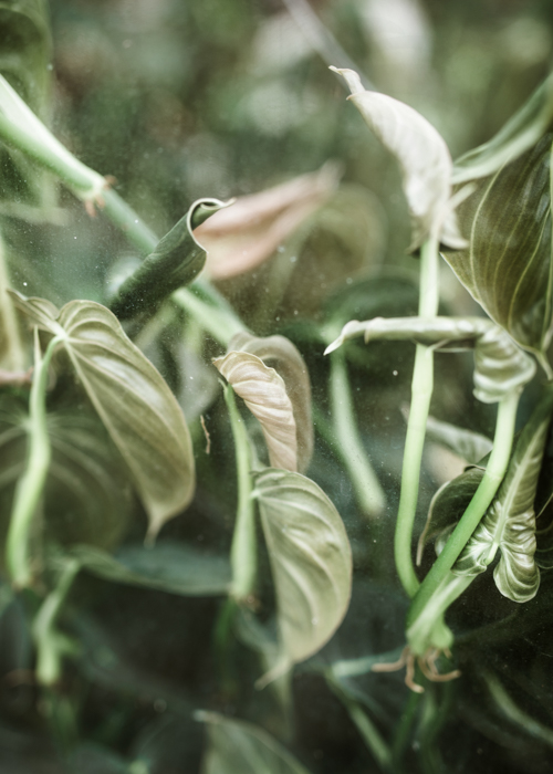 Philodendron Melanochrysum