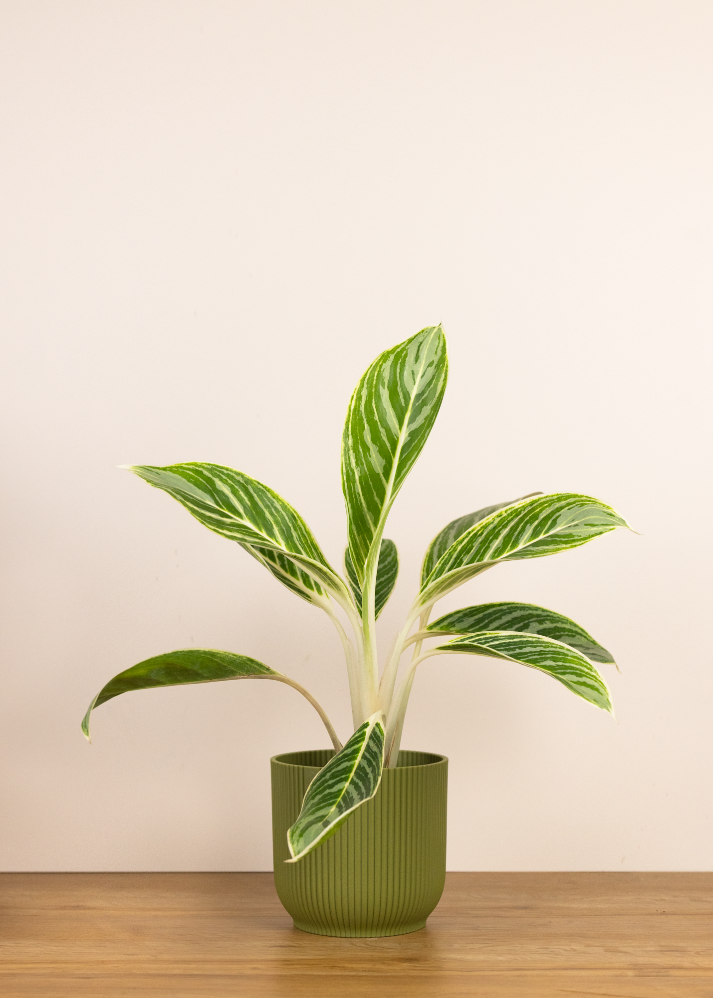 Aglaonema summer breeze
