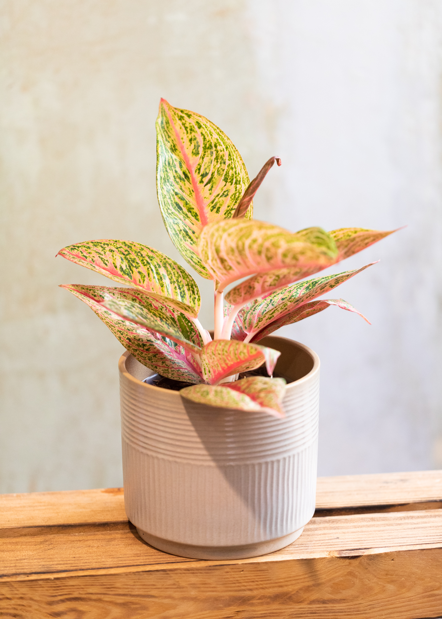 Aglaonema ariana