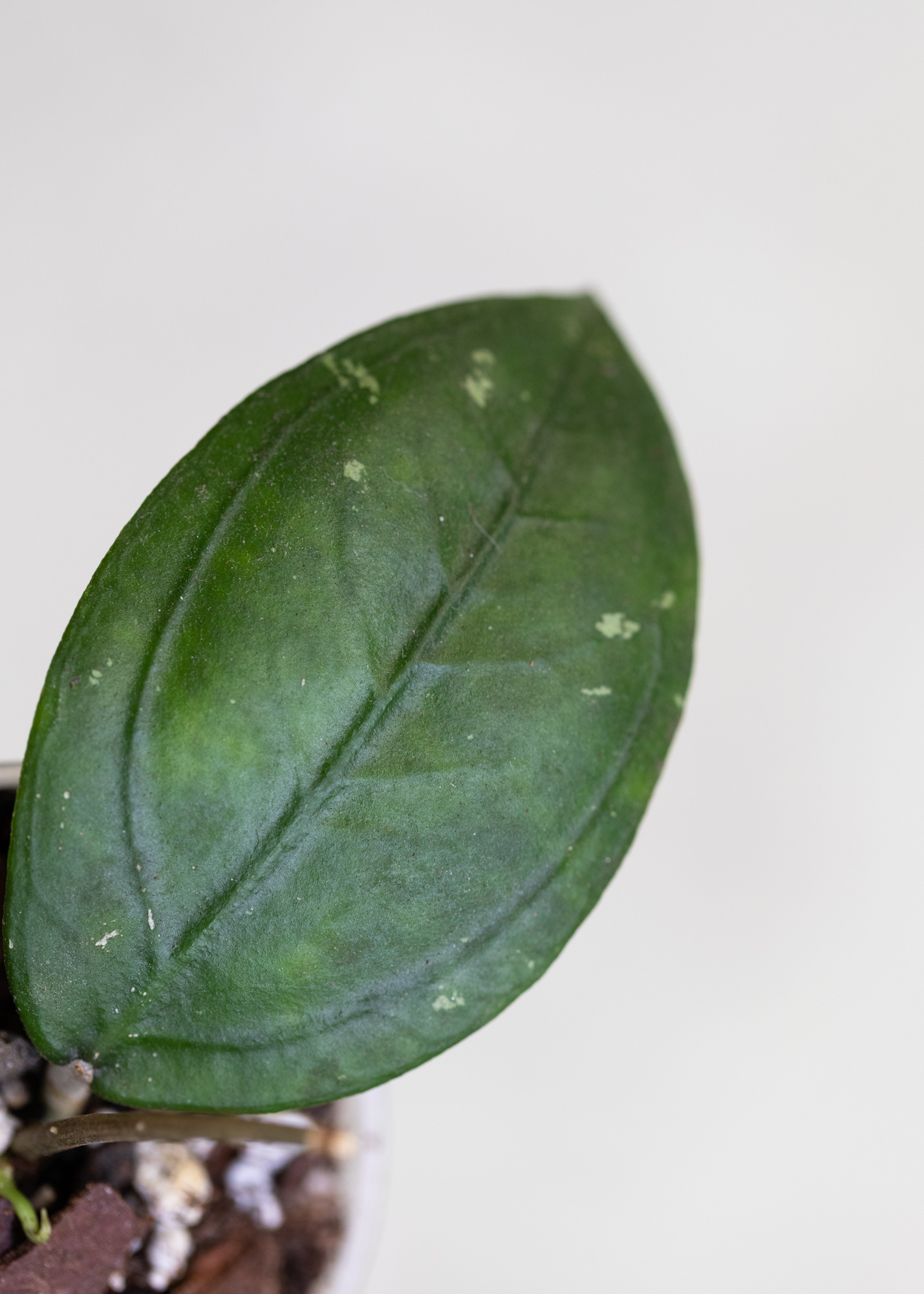 Hoya sp. Gomas