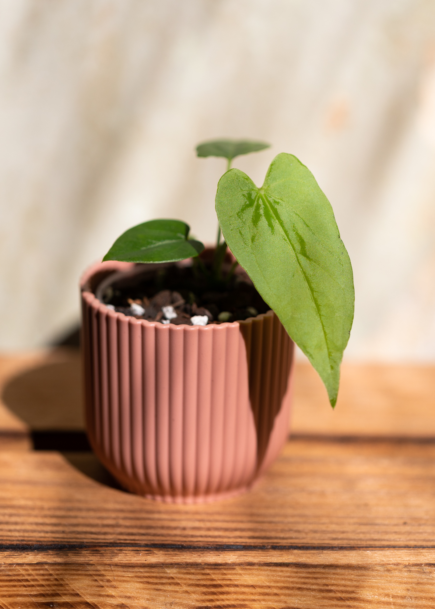 Anthurium balaoanum XS