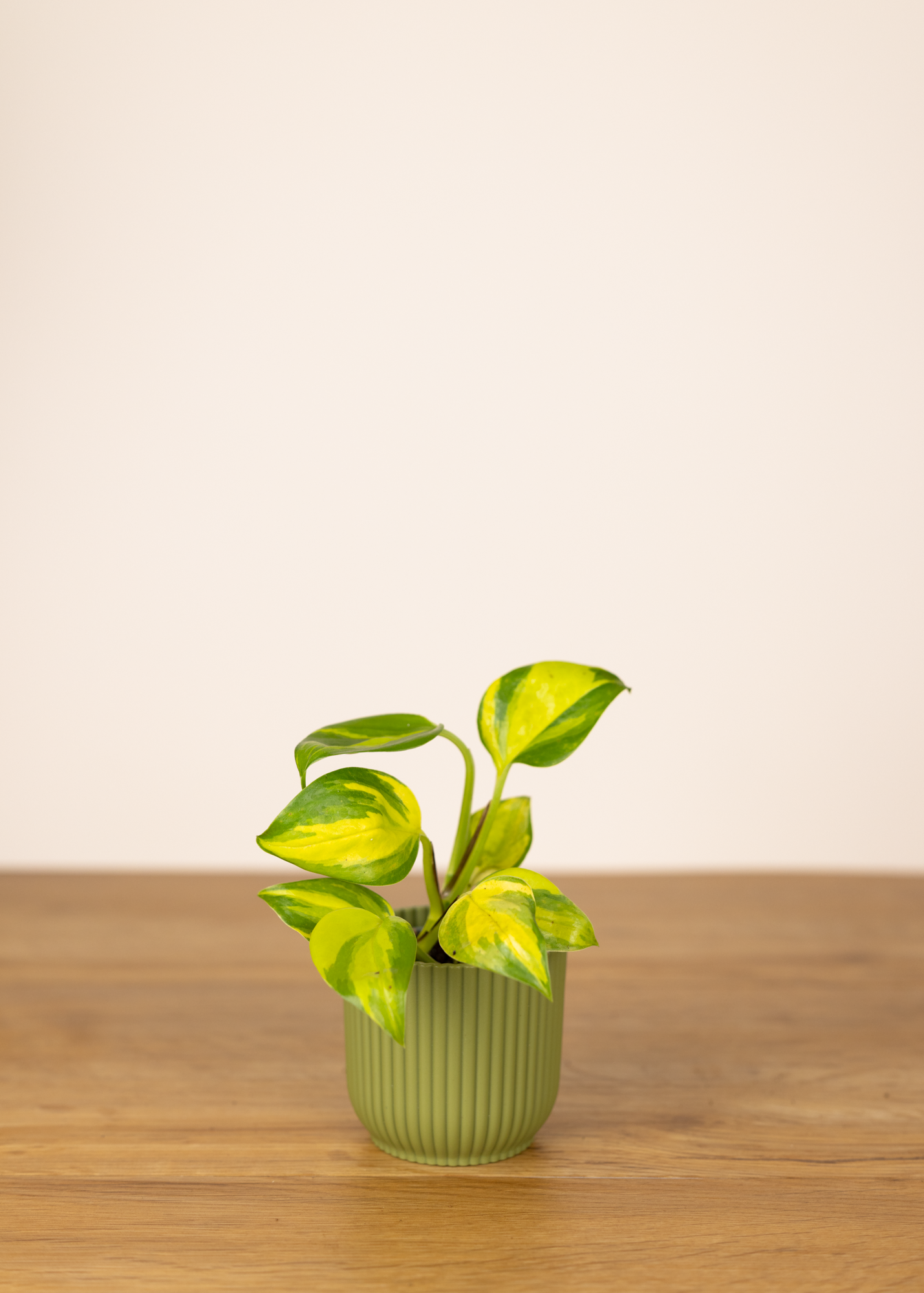 Epipremnum aureum neon joy XS