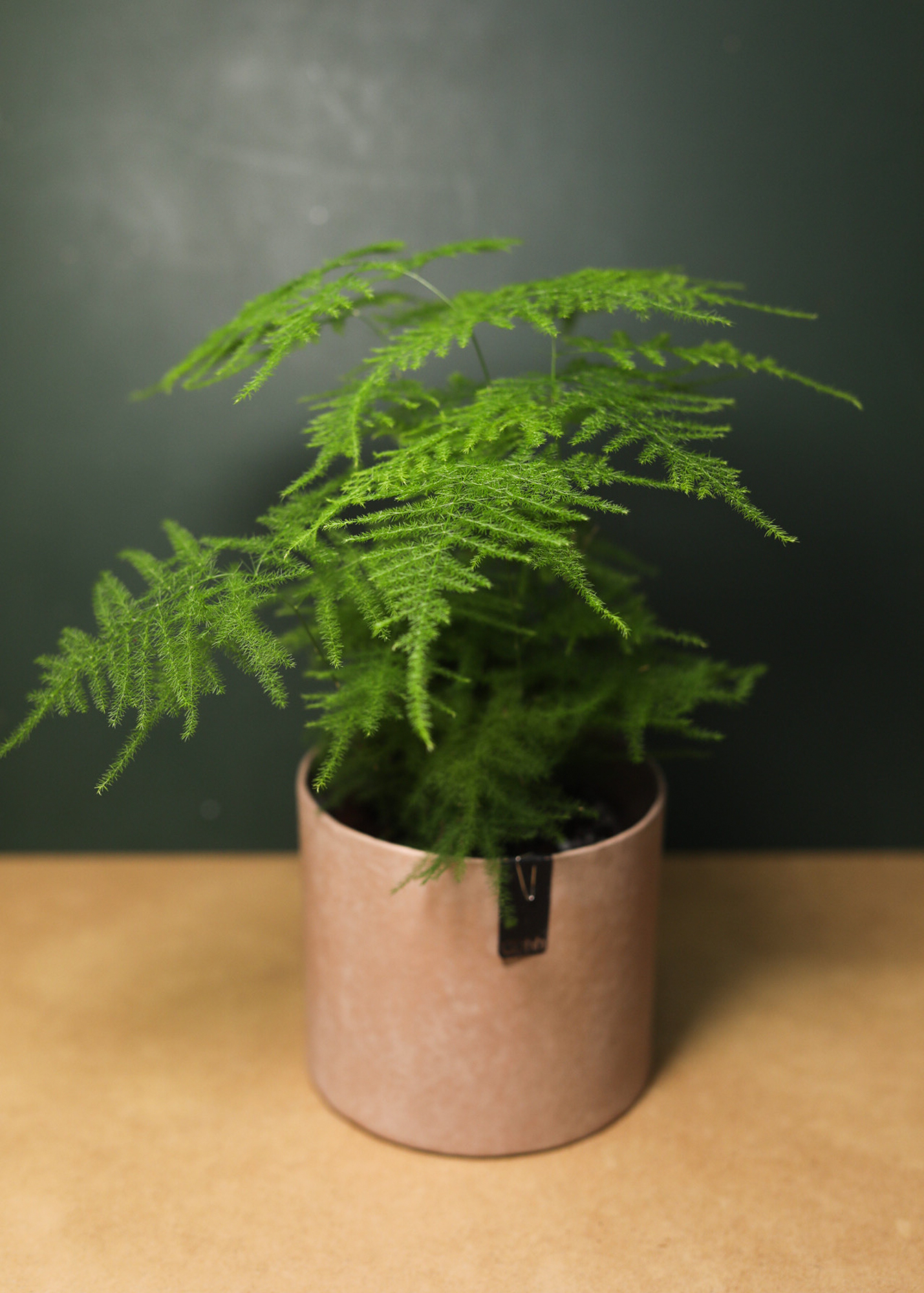 Asparagus Setaceus Asparagus Setaceus
