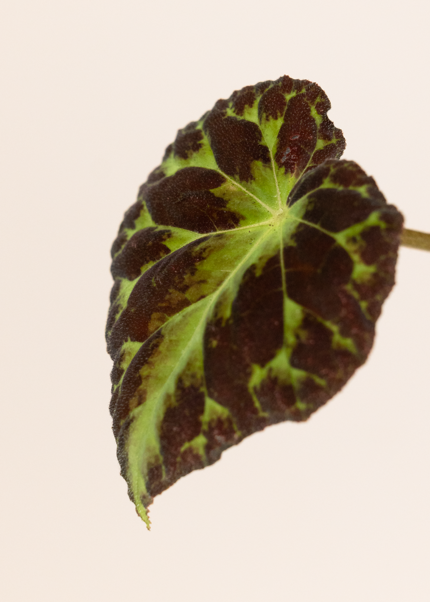 Begonia barsalouxiae
