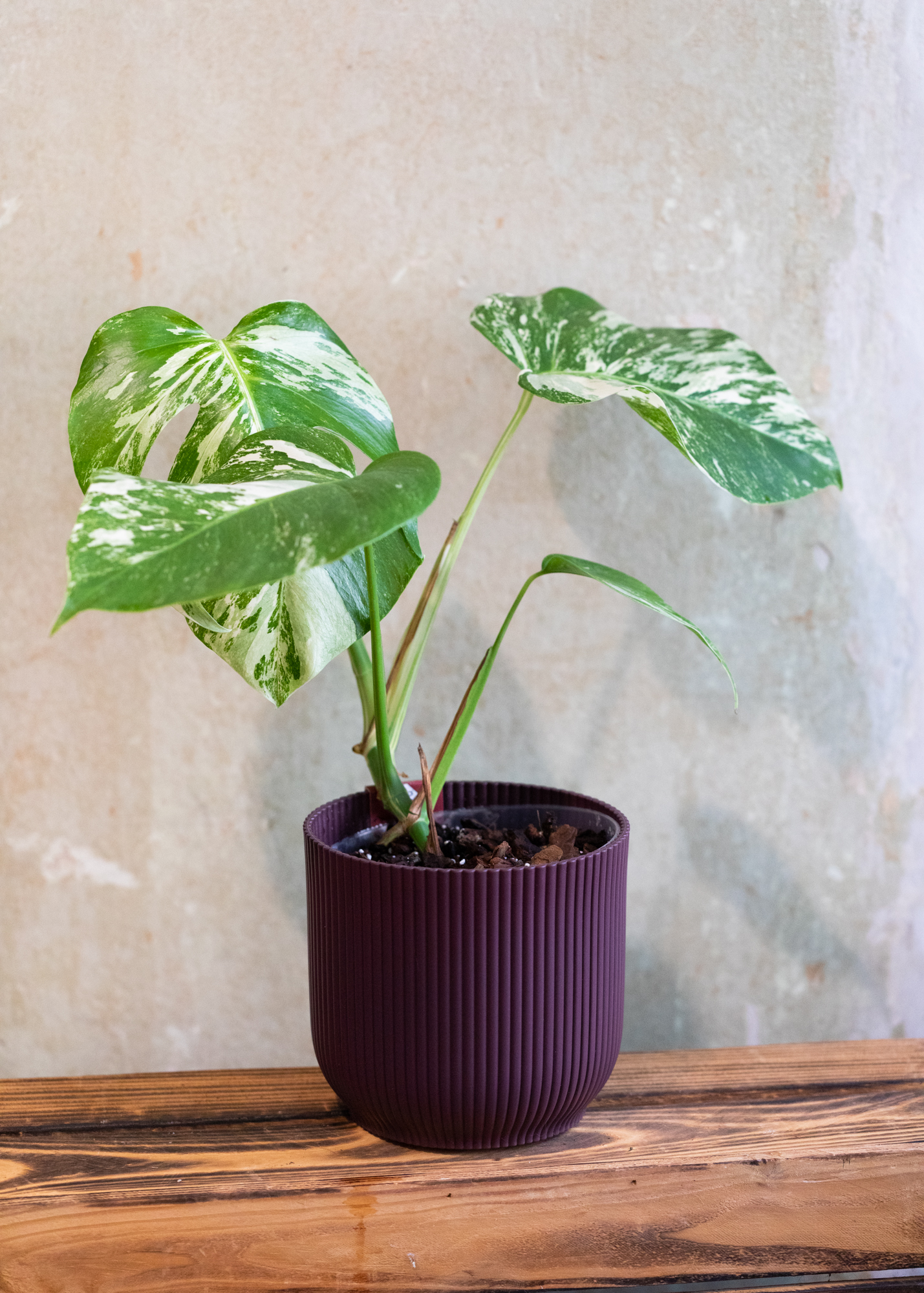 Monstera Deliciosa Albo Variegata (small form variegated) 