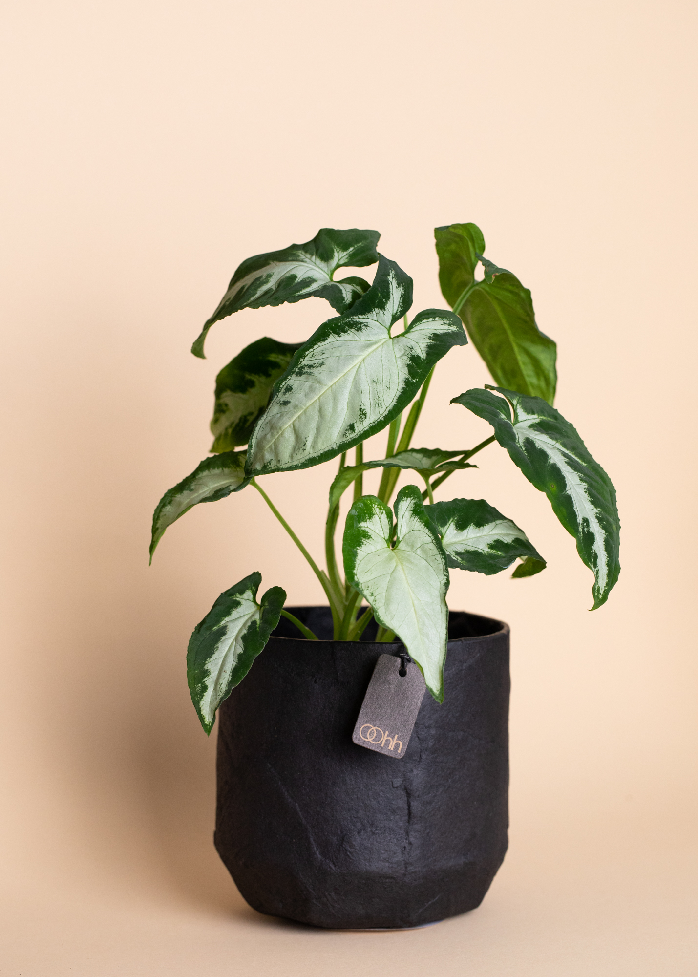Pulp pot, black