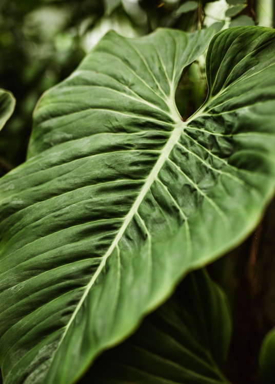 Philodendron Ornatum