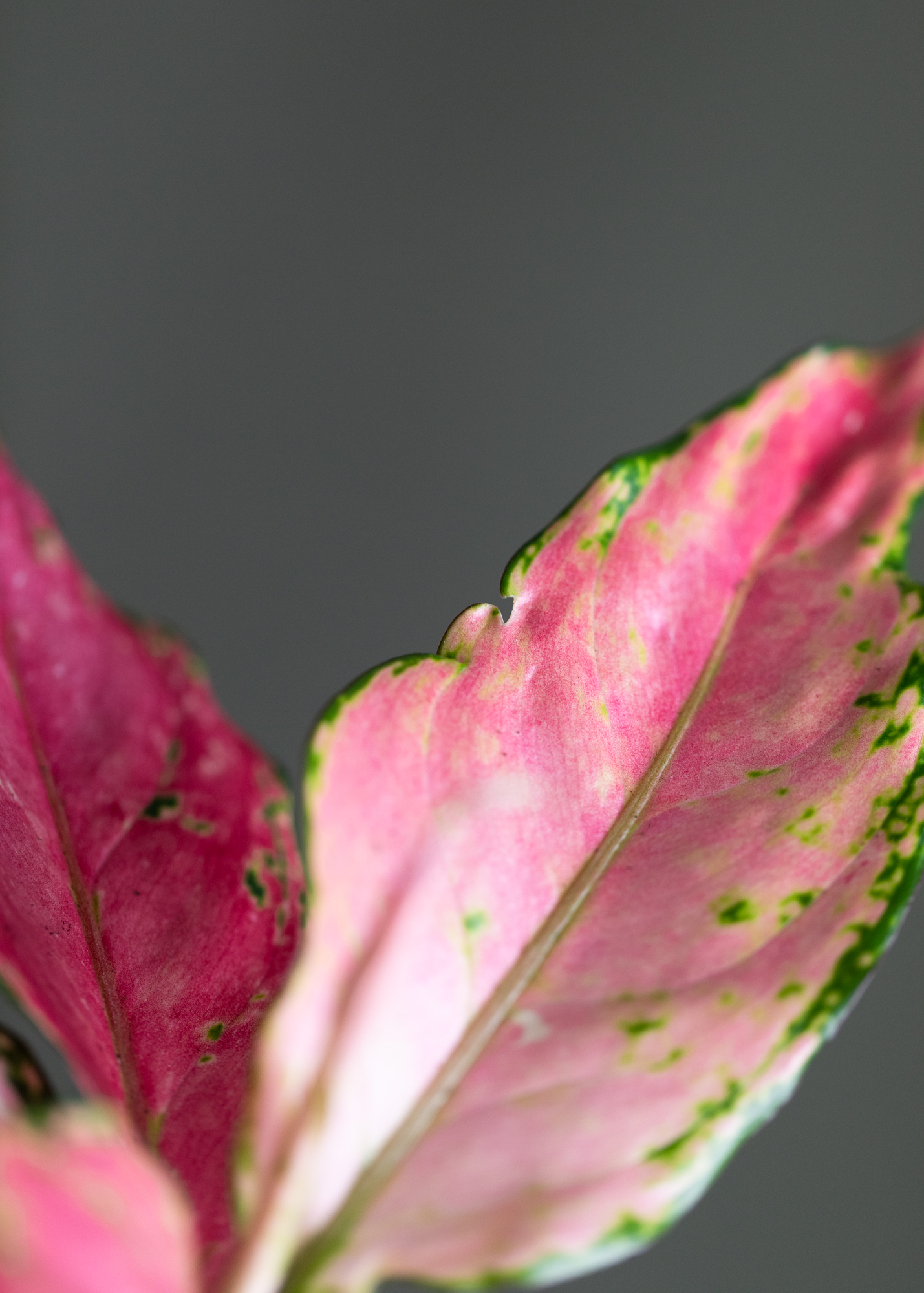 Aglaonema Pink 