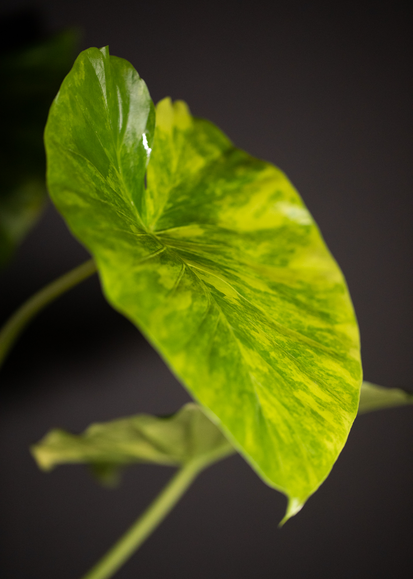 Alocasia Gageana Aurea Variegata Alocasia Gageana Aurea Variegata