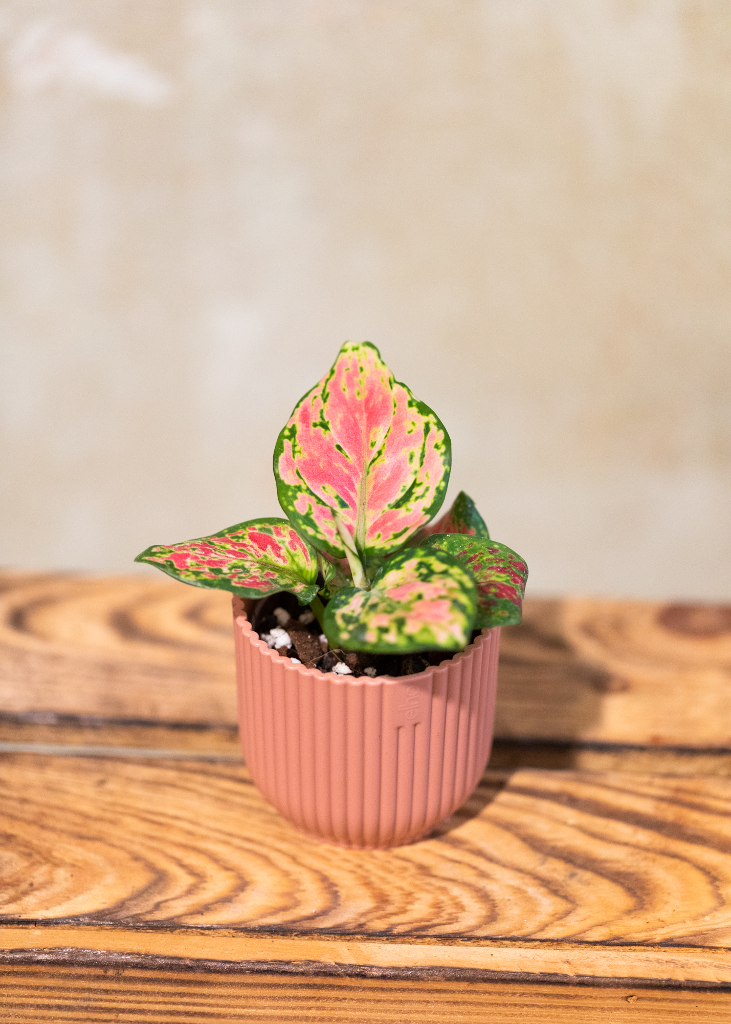 Aglaonema anyamanee XS