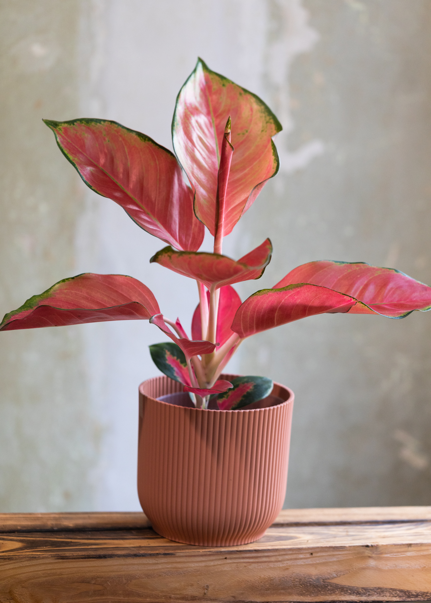 Aglaonema pink suksom