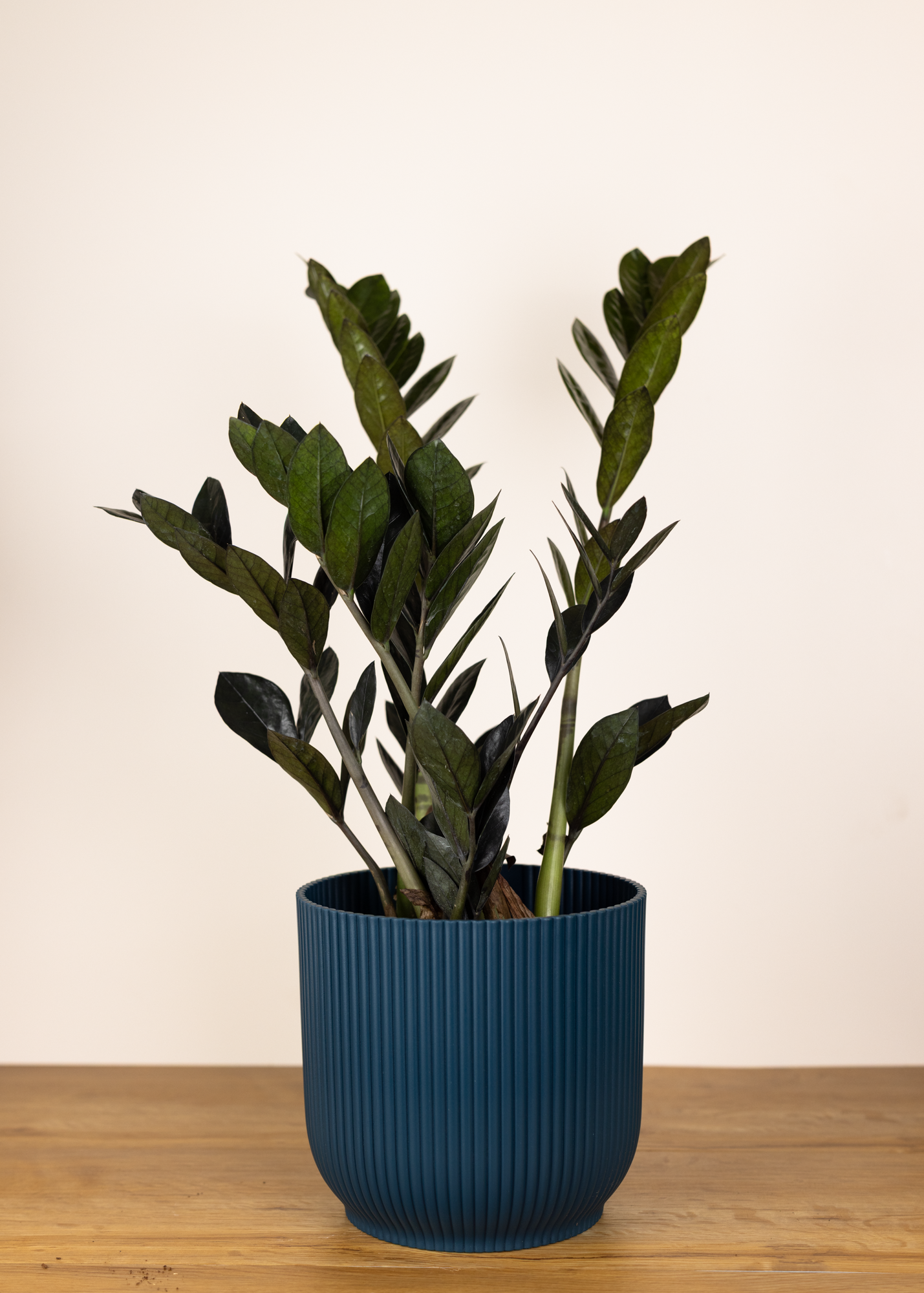 Zamioculcas Zamiifolia Raven