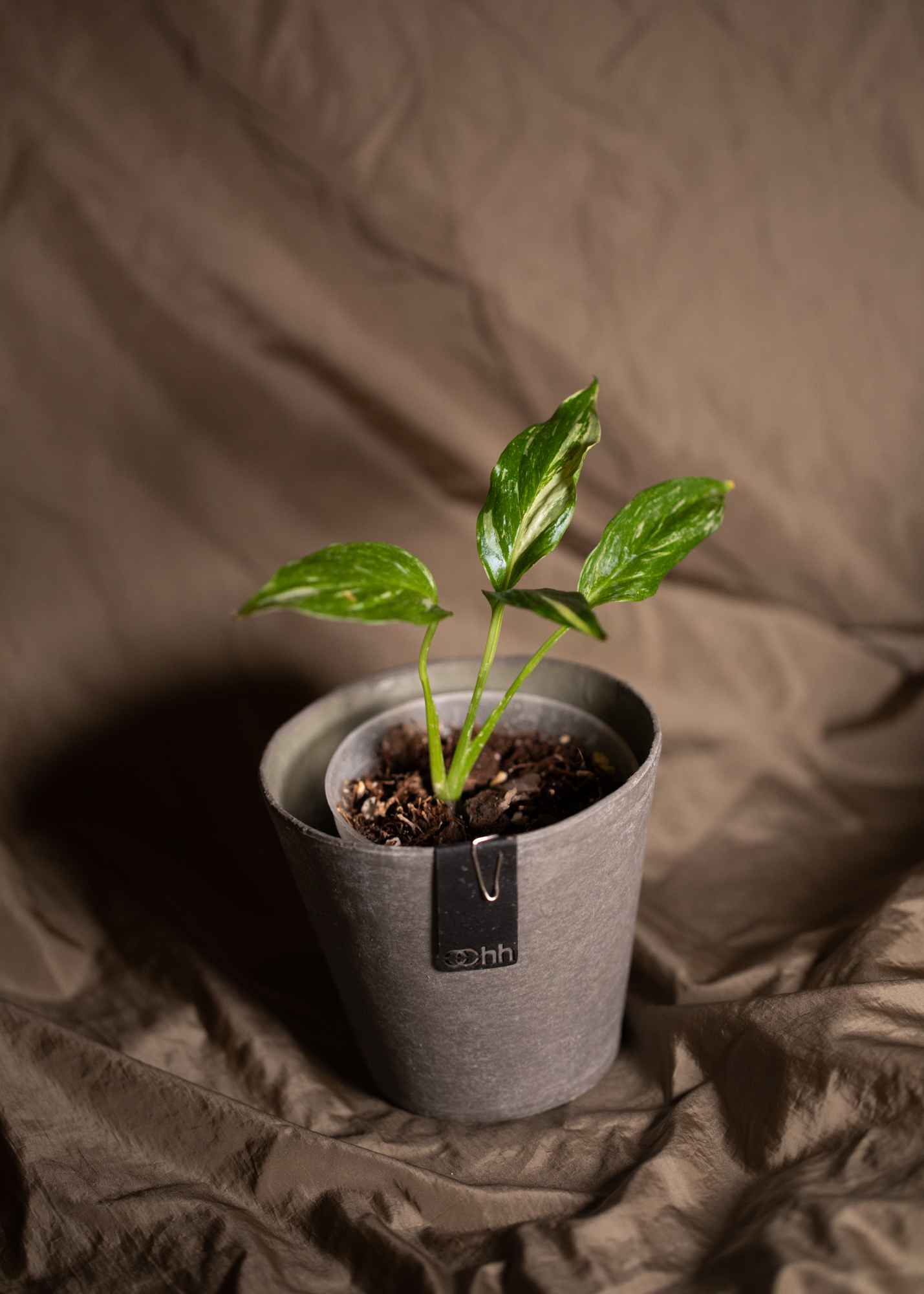 Spathiphyllum Variegata Spathiphyllum Variegata