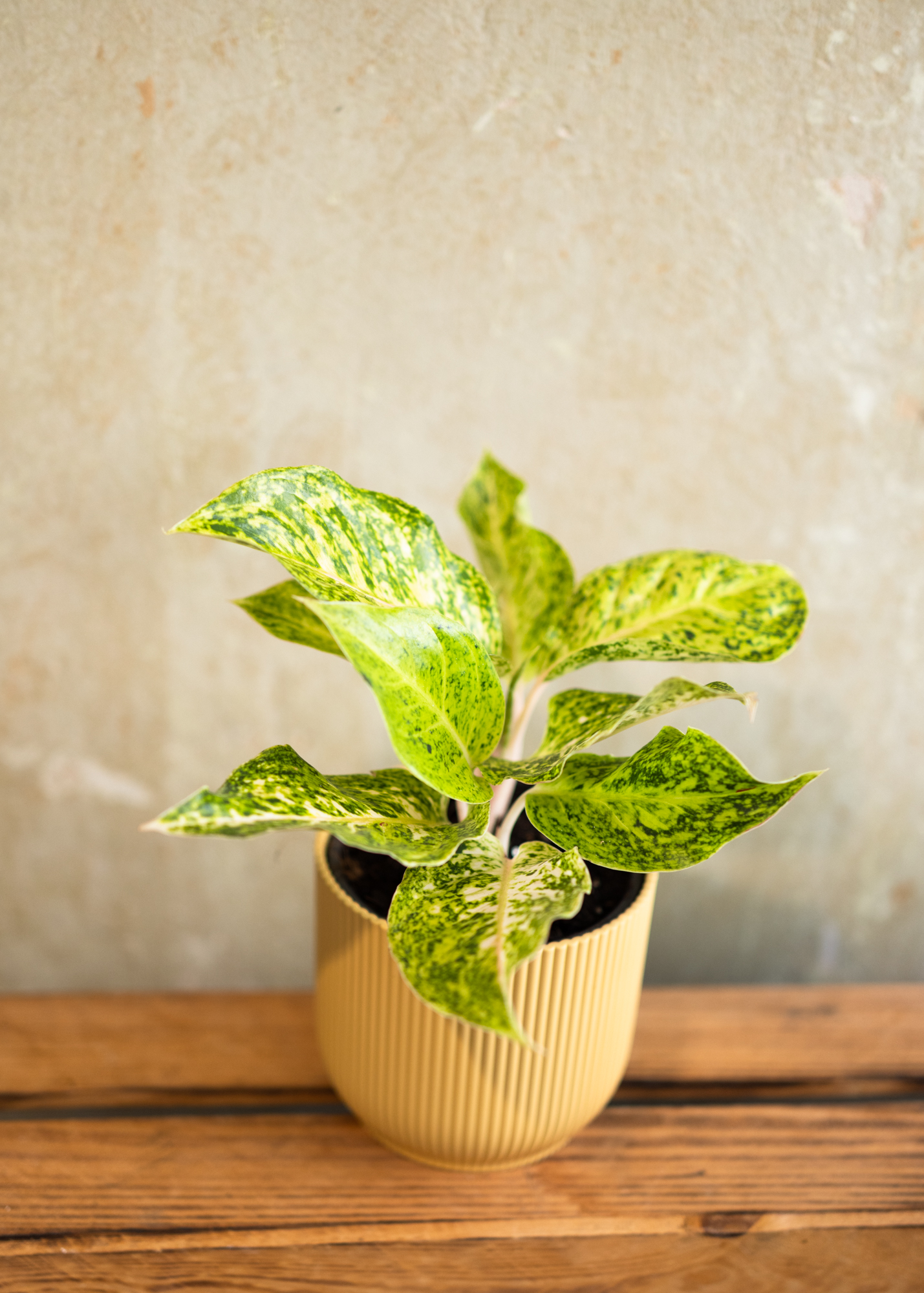 Aglaonema white laksap