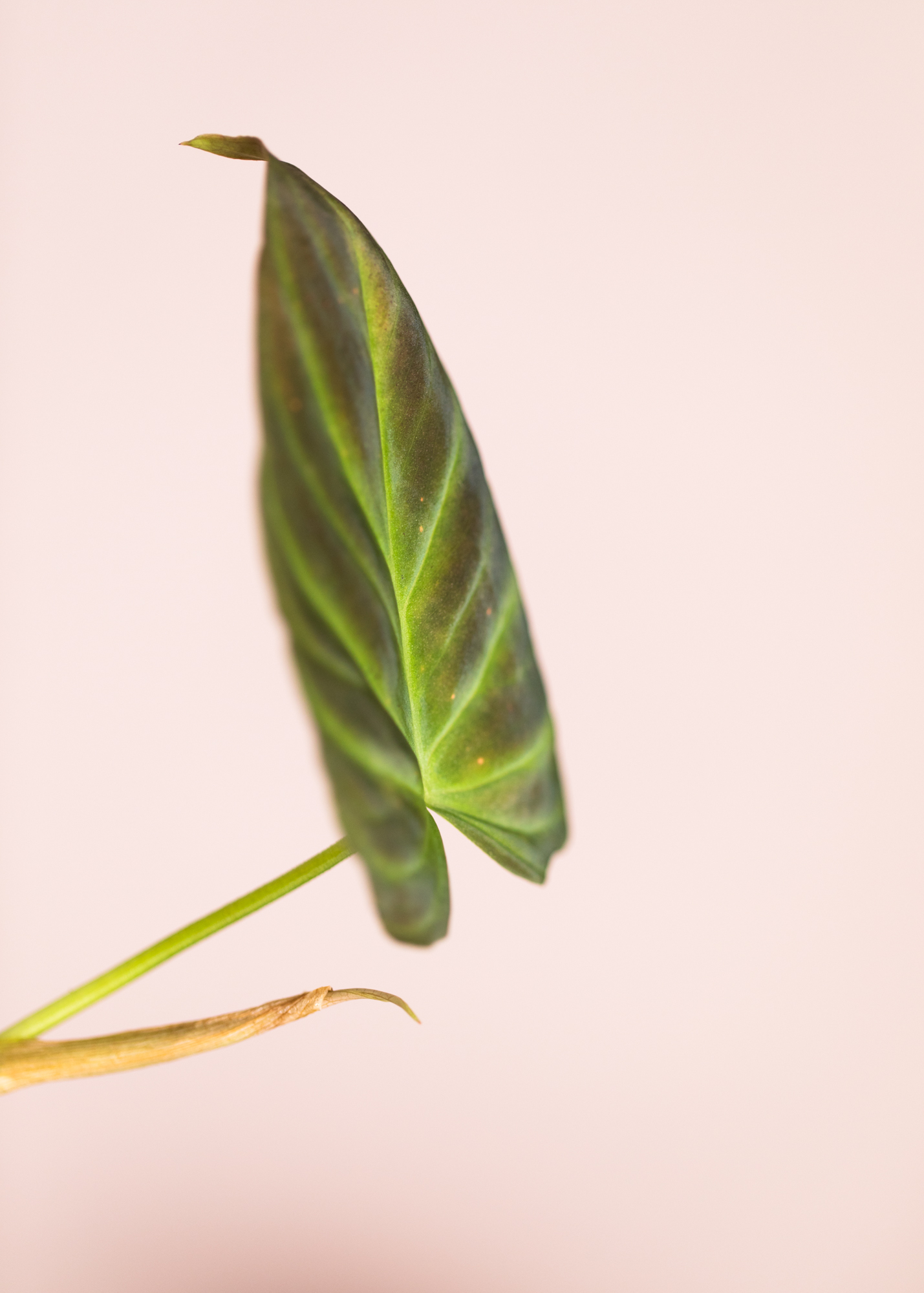 Philodendron Verrucosum