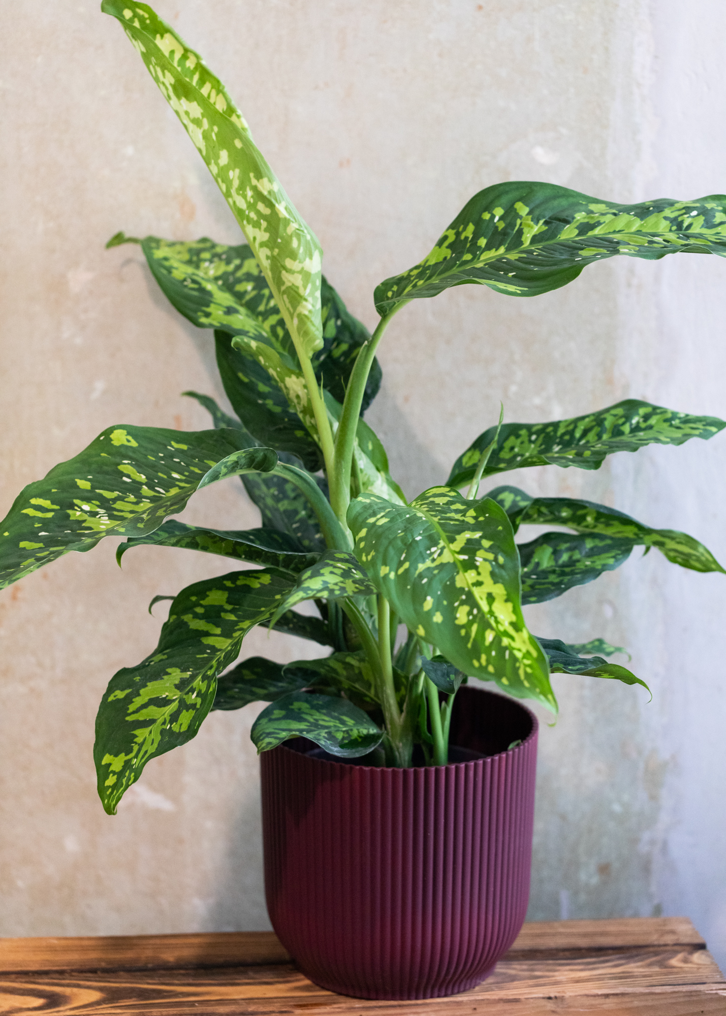 Dieffenbachia Cheetah
