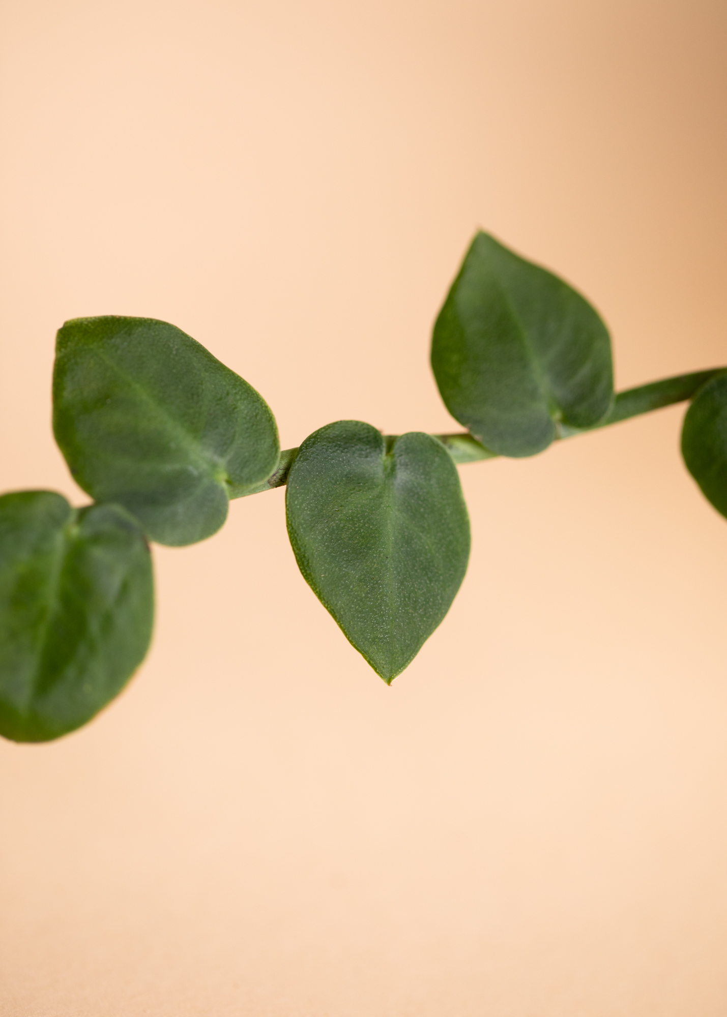 Rhaphidophora Hayi