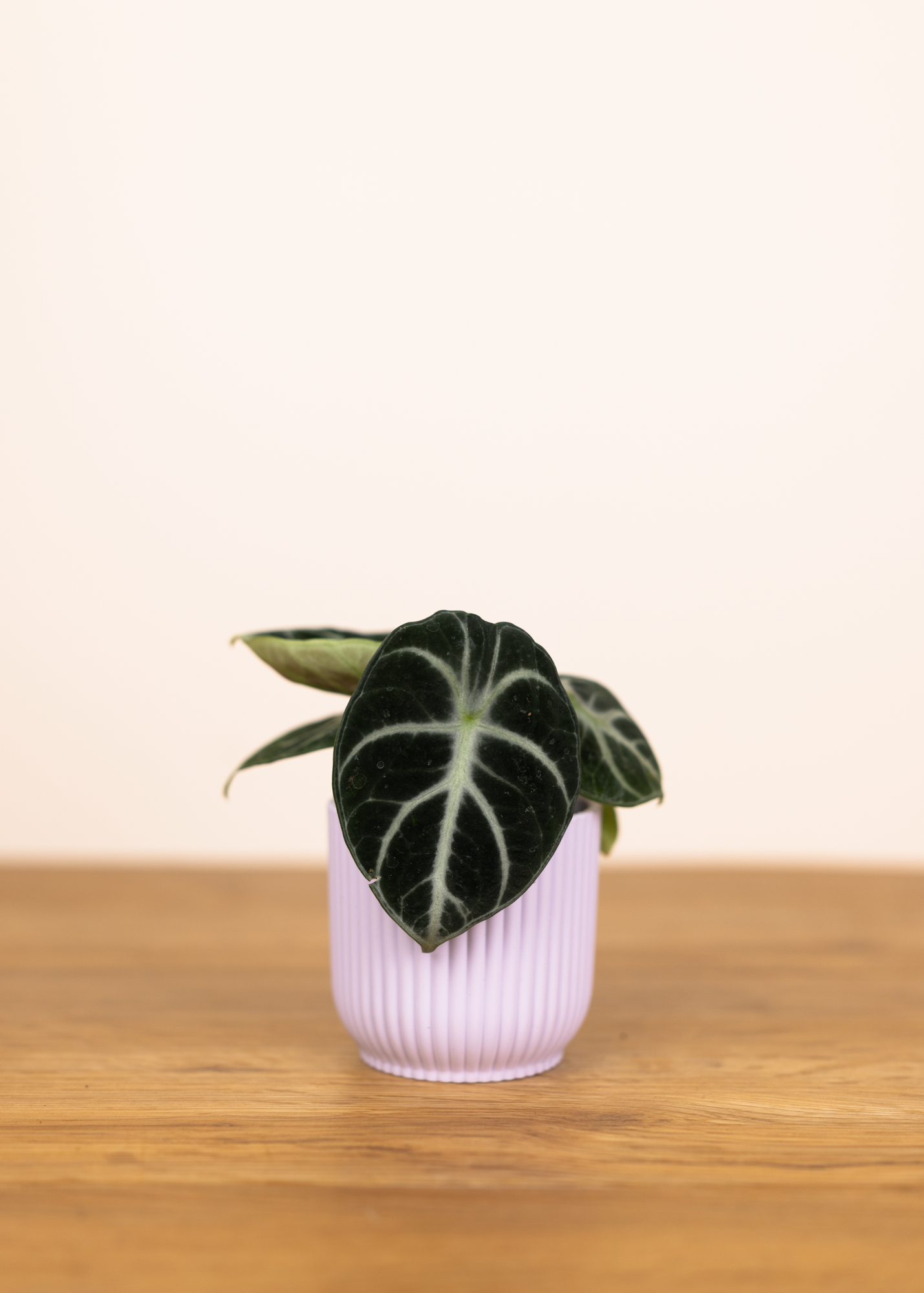 Alocasia ninja XS