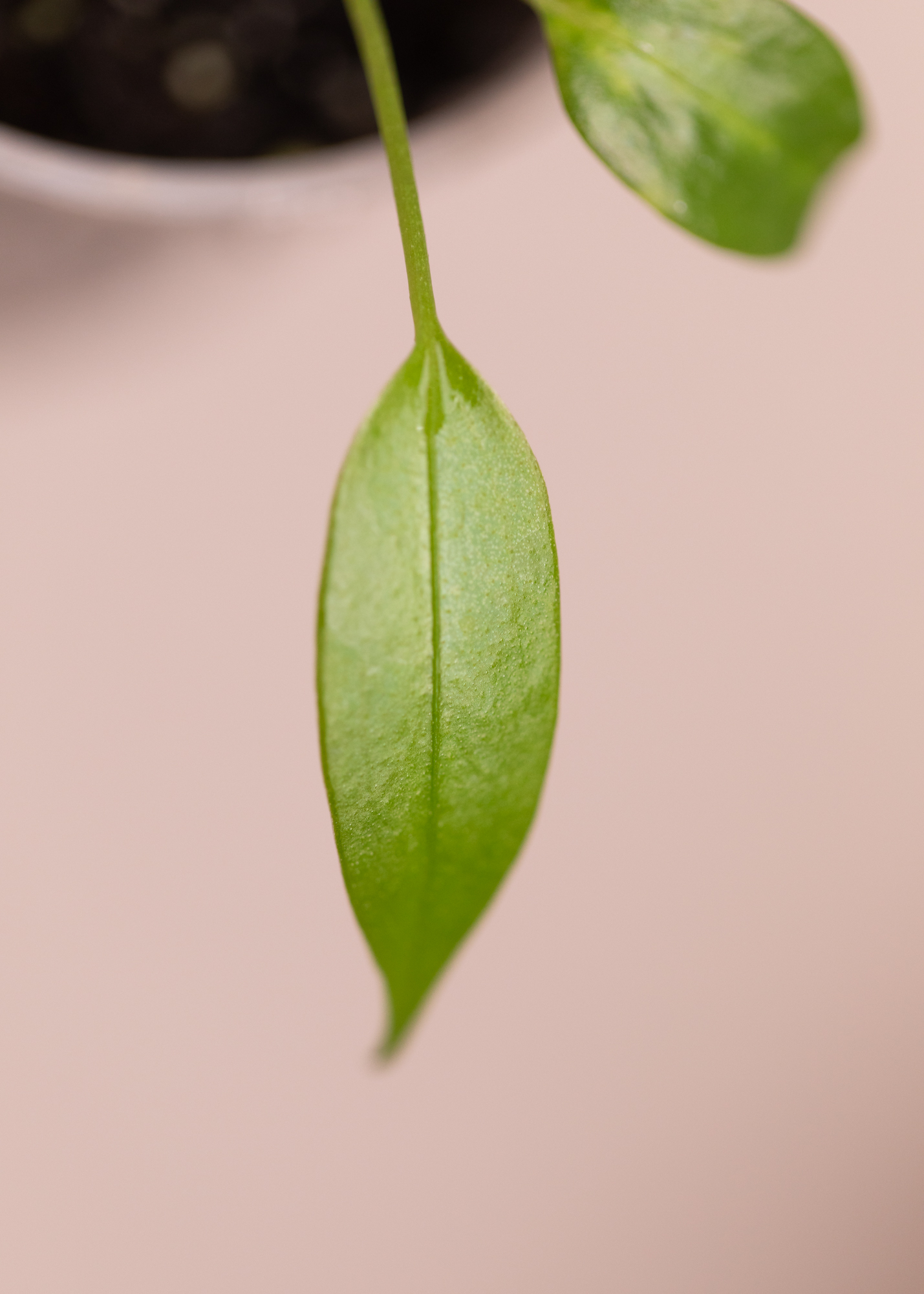 Anthurium Wendlingeri