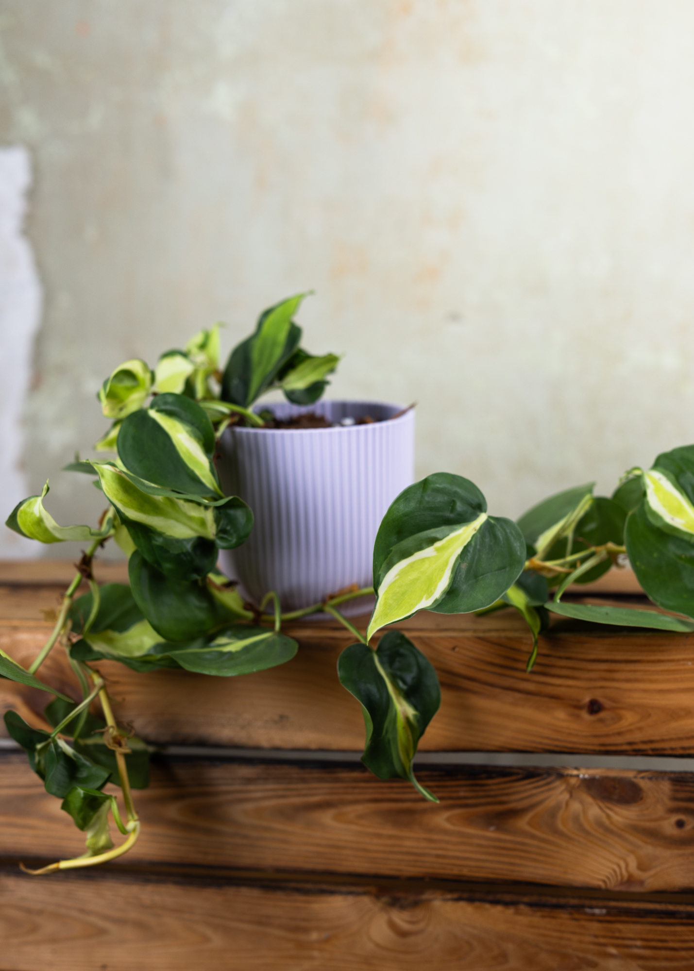 Philodendron cream splash