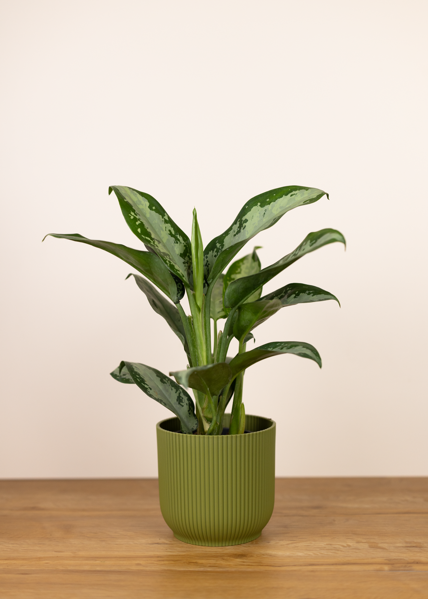 Aglaonema jubilee