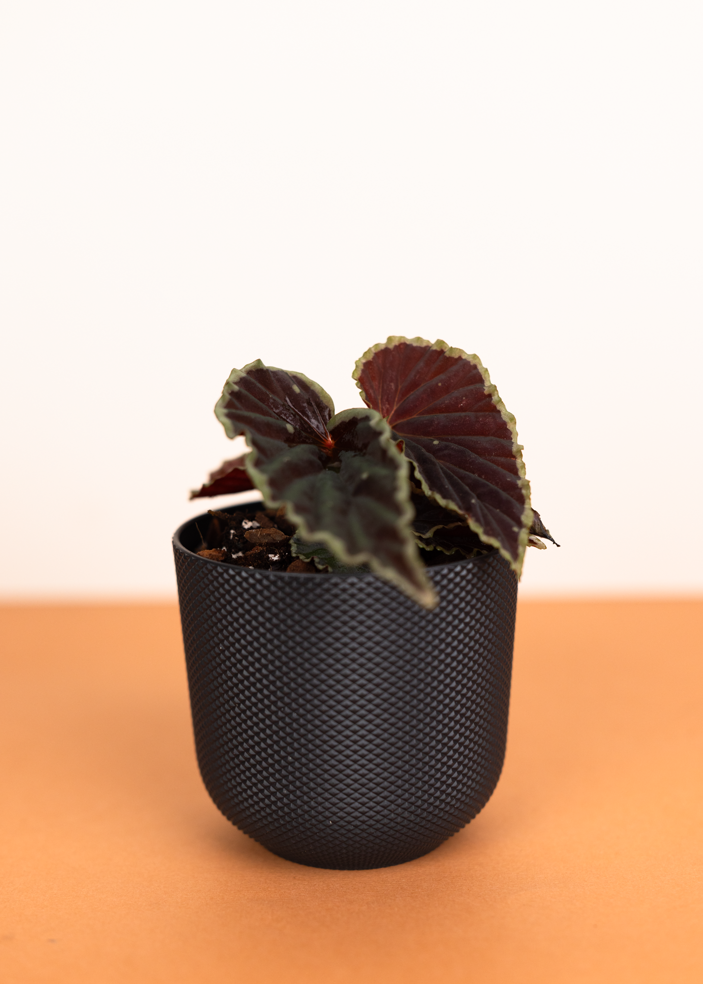 Begonia darthvaderiana green spot S