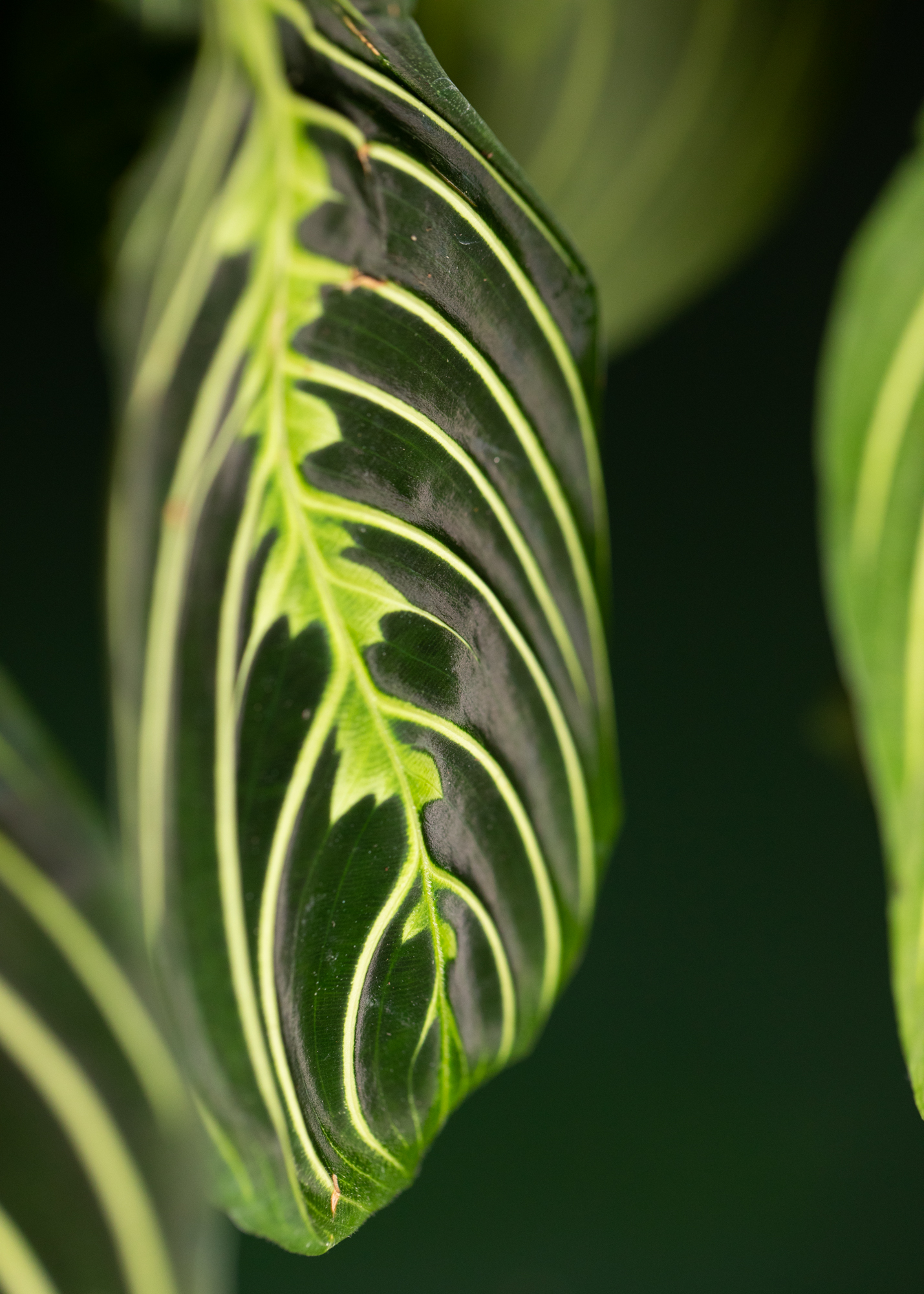 Maranta Leuconeura Lemon Lime Maranta Leuconeura Lemon Lime