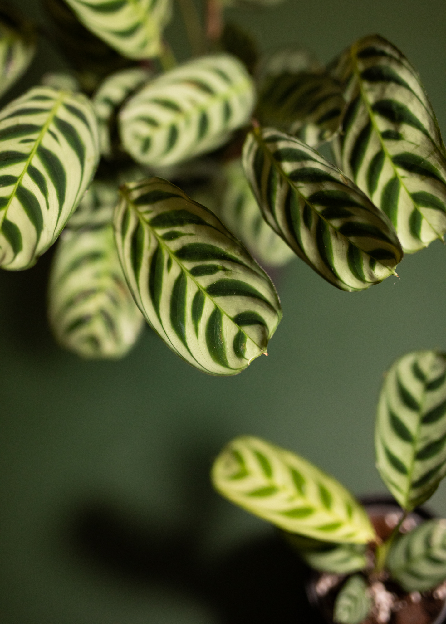 Ctenanthe Burle Marxii Amabilis