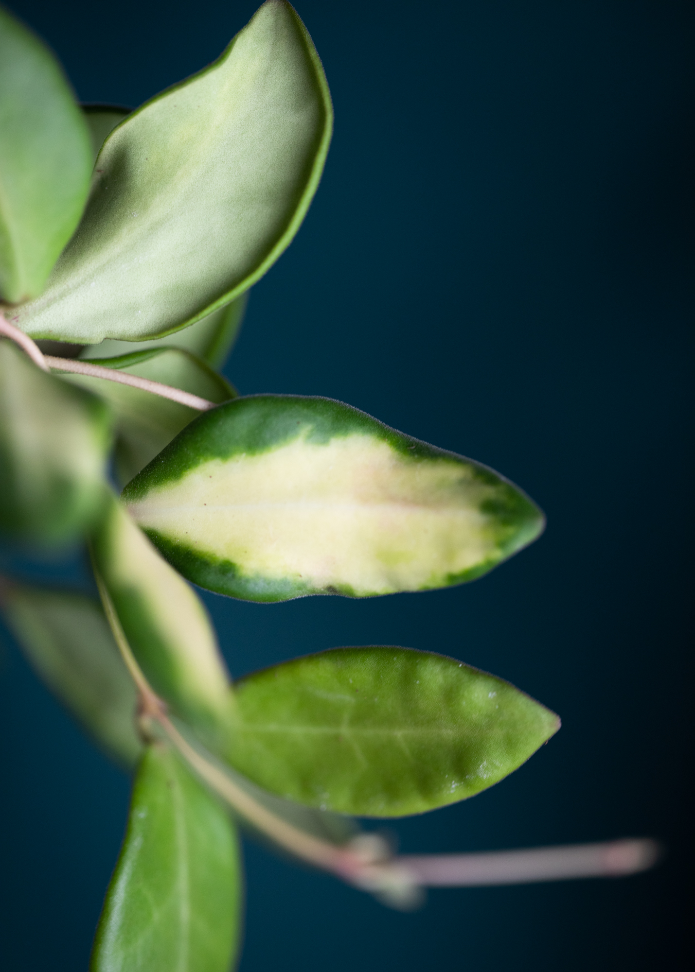 Hoya sp. aff. burtoniae variegata DS70